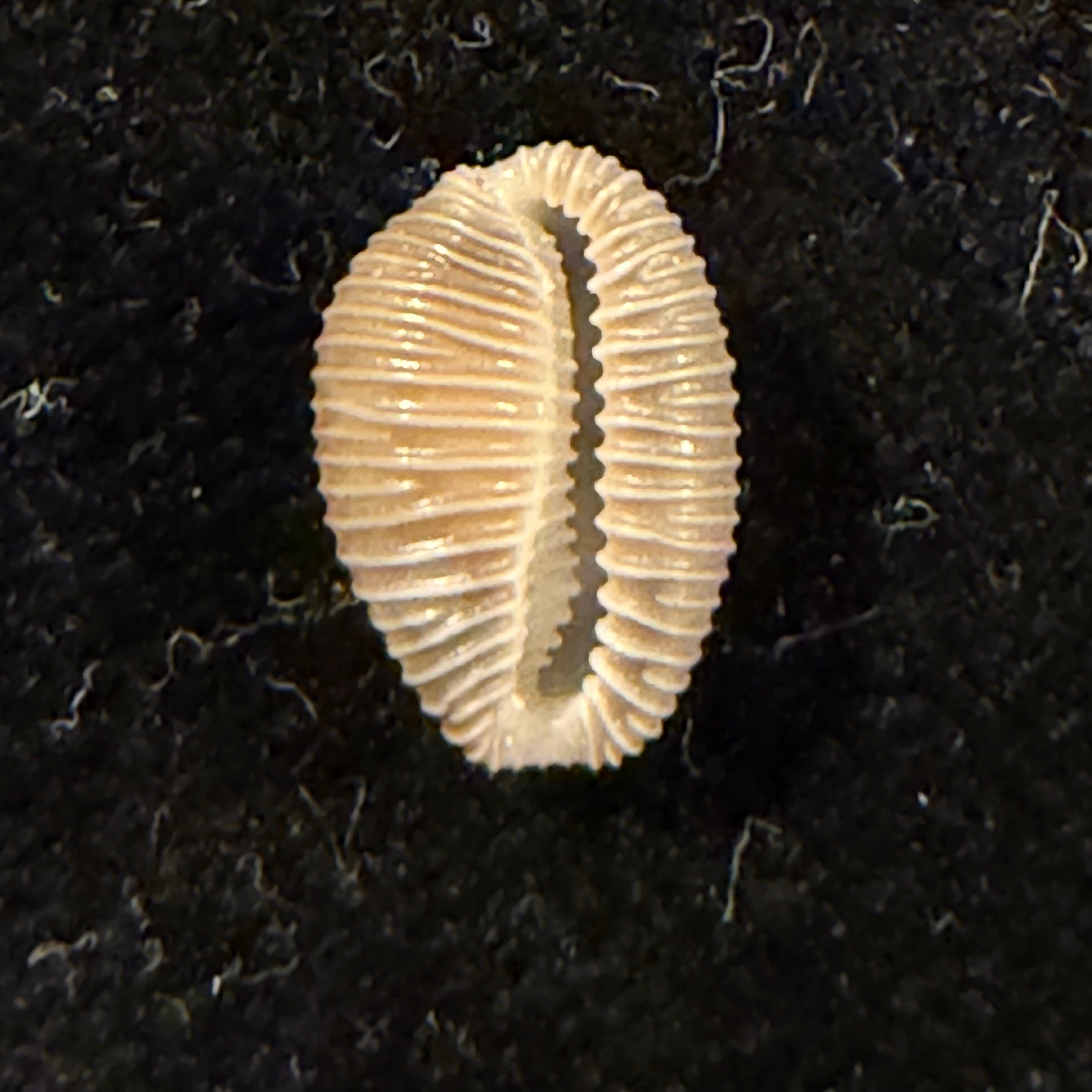Pusula pediculus (Linnaeus, 1758) - 10,7mm