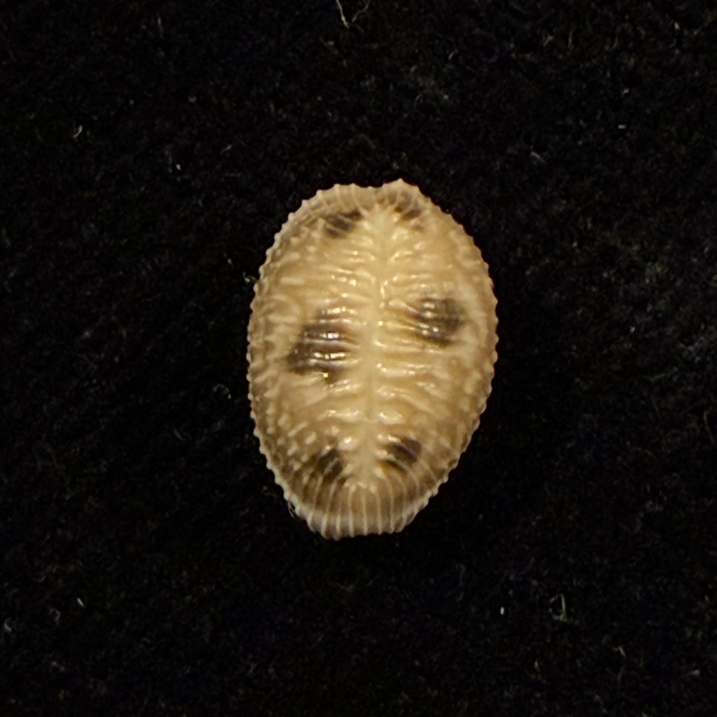 Pusula pediculus (Linnaeus, 1758) - 10,6mm
