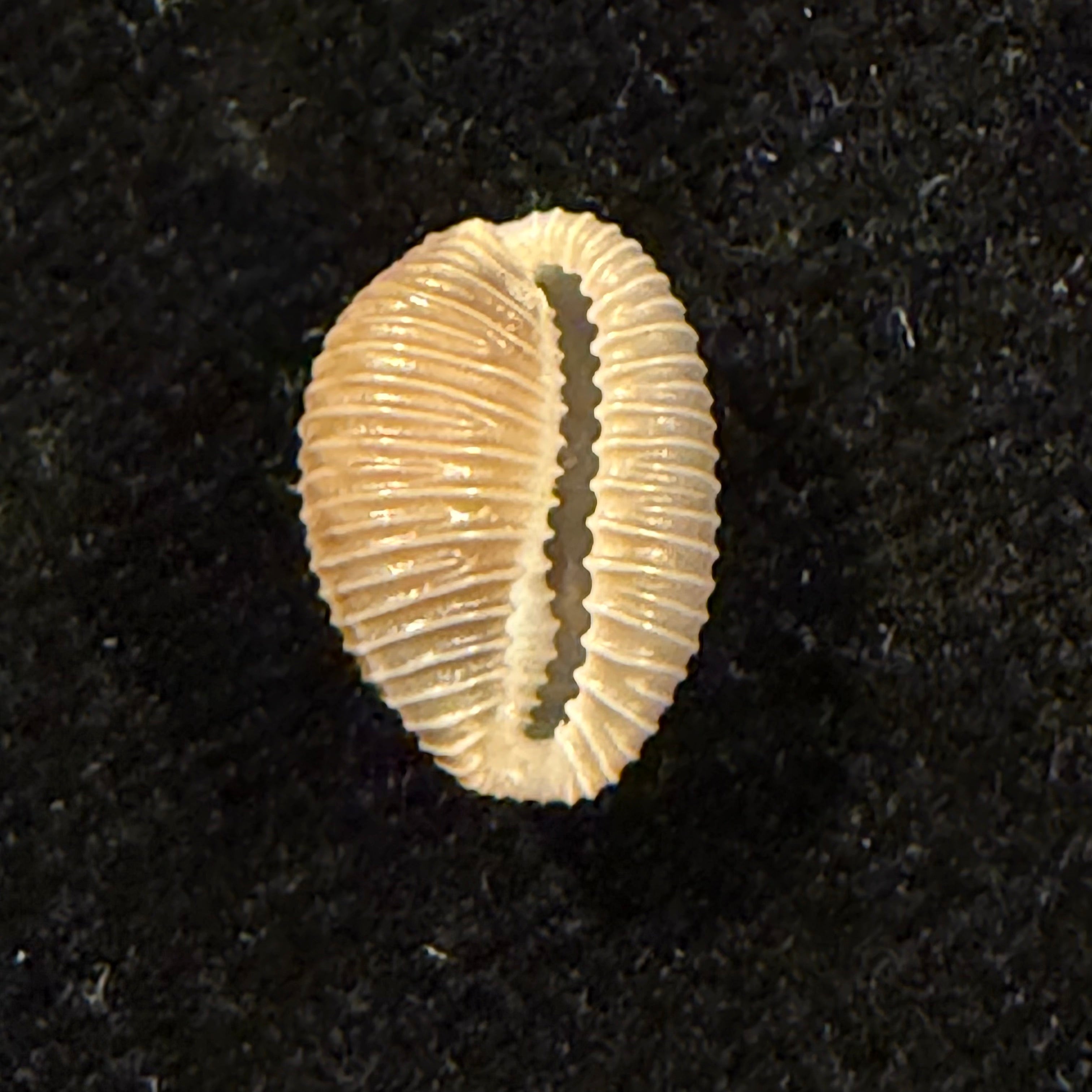 Pusula pediculus (Linnaeus, 1758) - 10,6mm