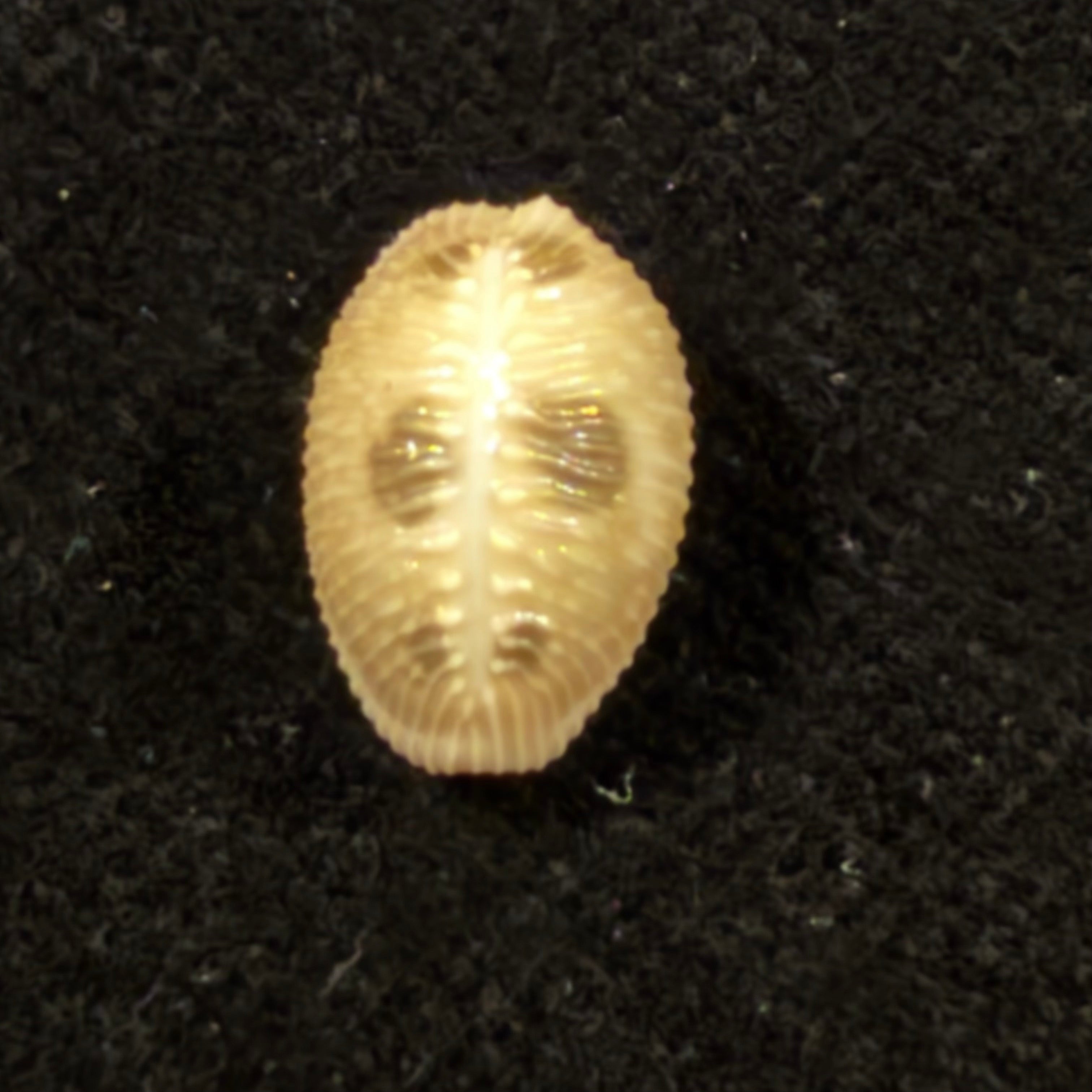 Pusula pediculus (Linnaeus, 1758) - 11mm