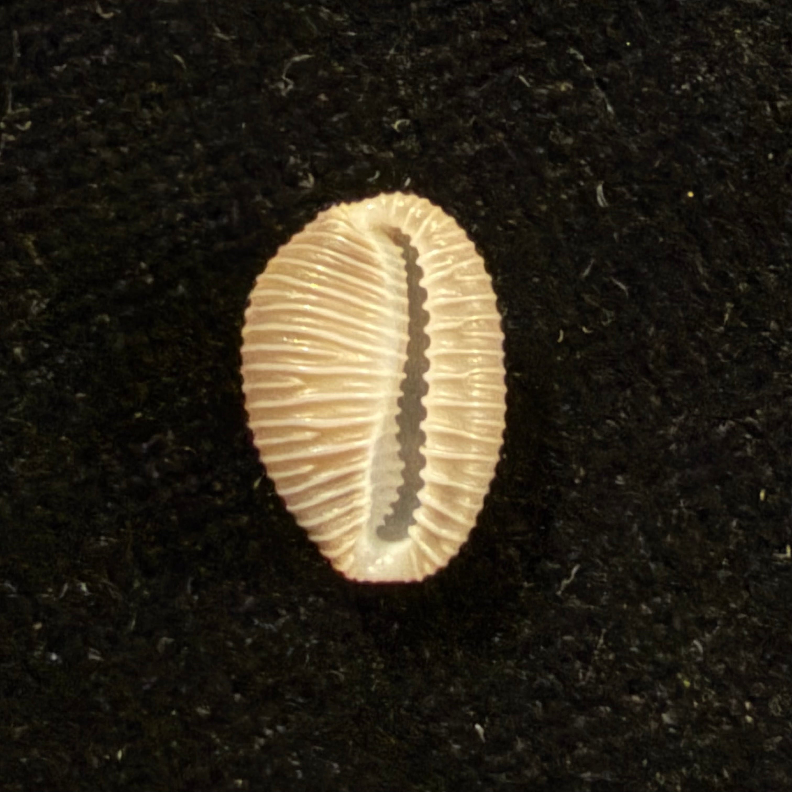 Pusula pediculus (Linnaeus, 1758) - 11mm