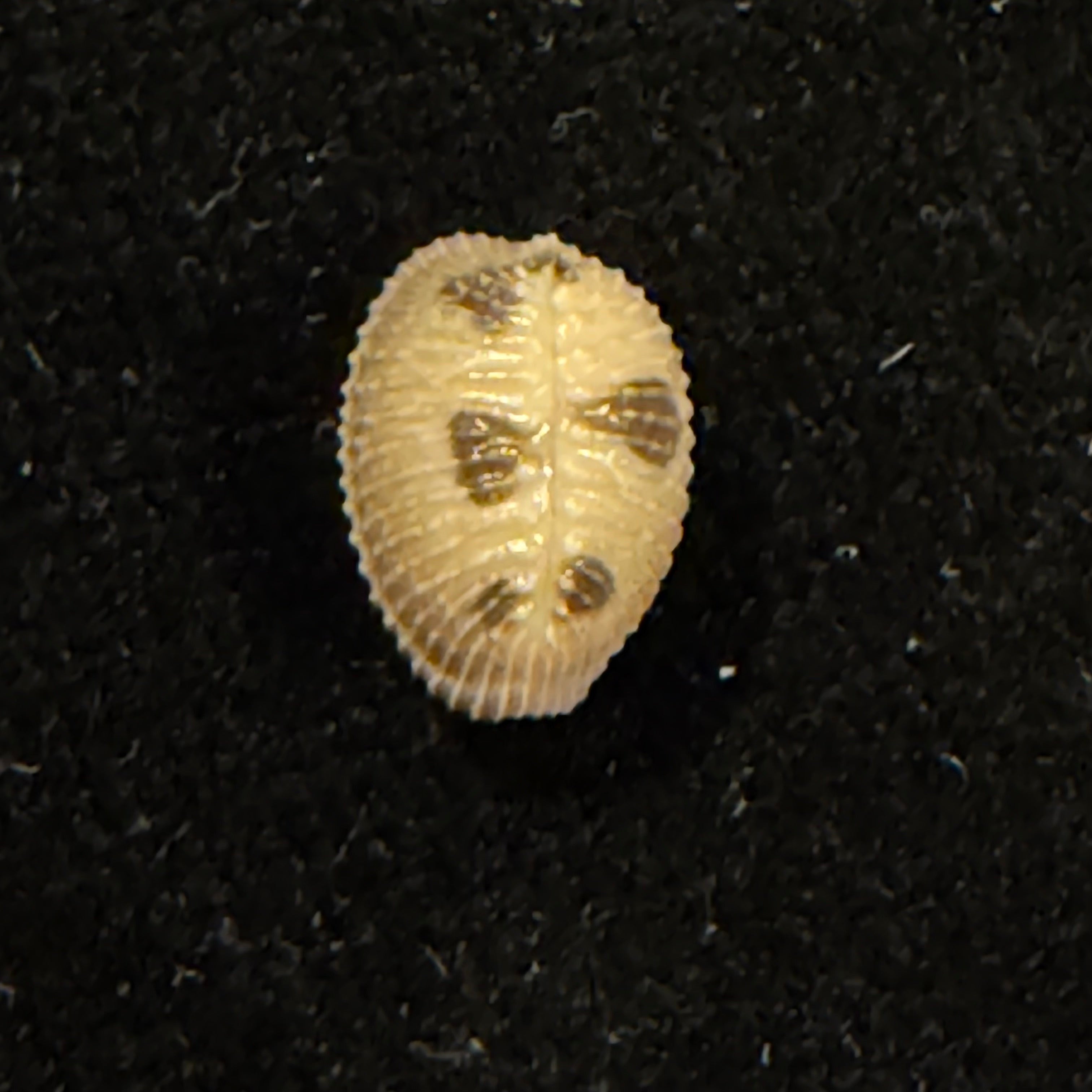 Pusula pediculus (Linnaeus, 1758) - 10mm