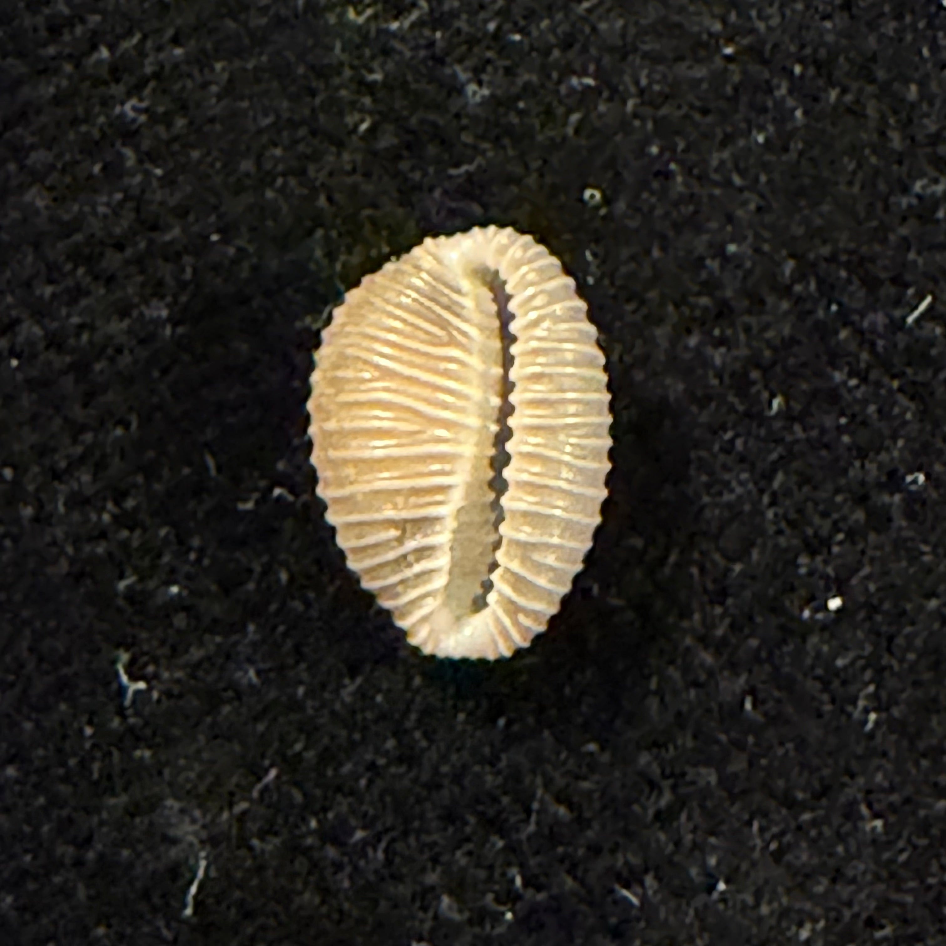 Pusula pediculus (Linnaeus, 1758) - 10mm