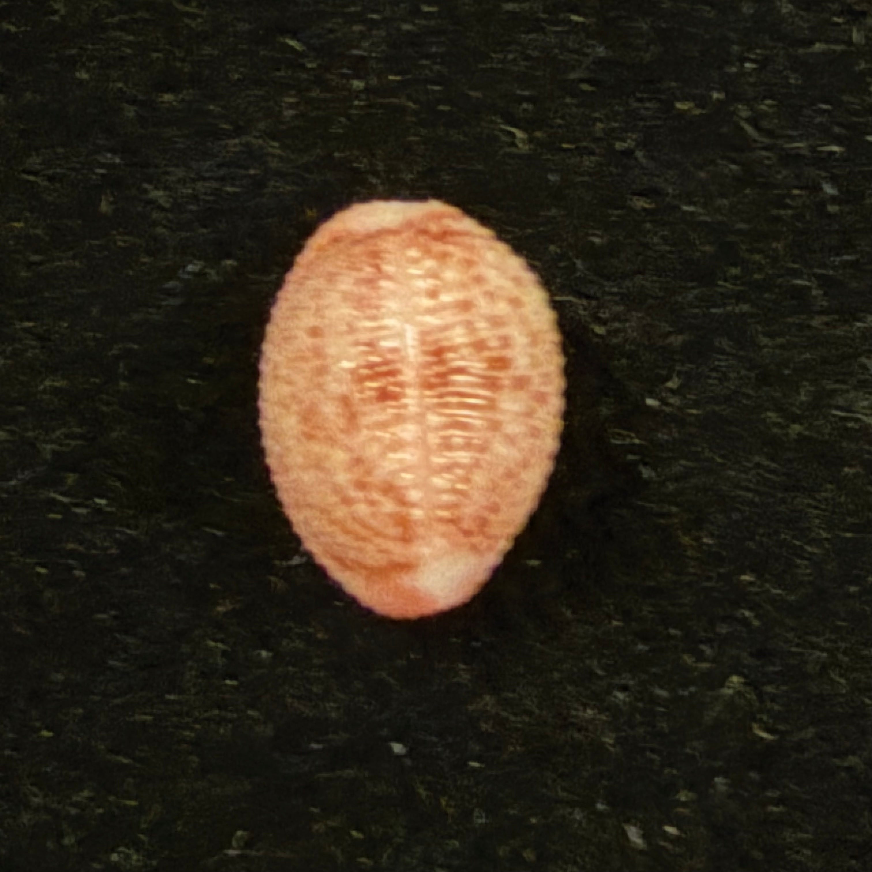 Niveria suffusa (J. E. Gray, 1827) - 9,6mm