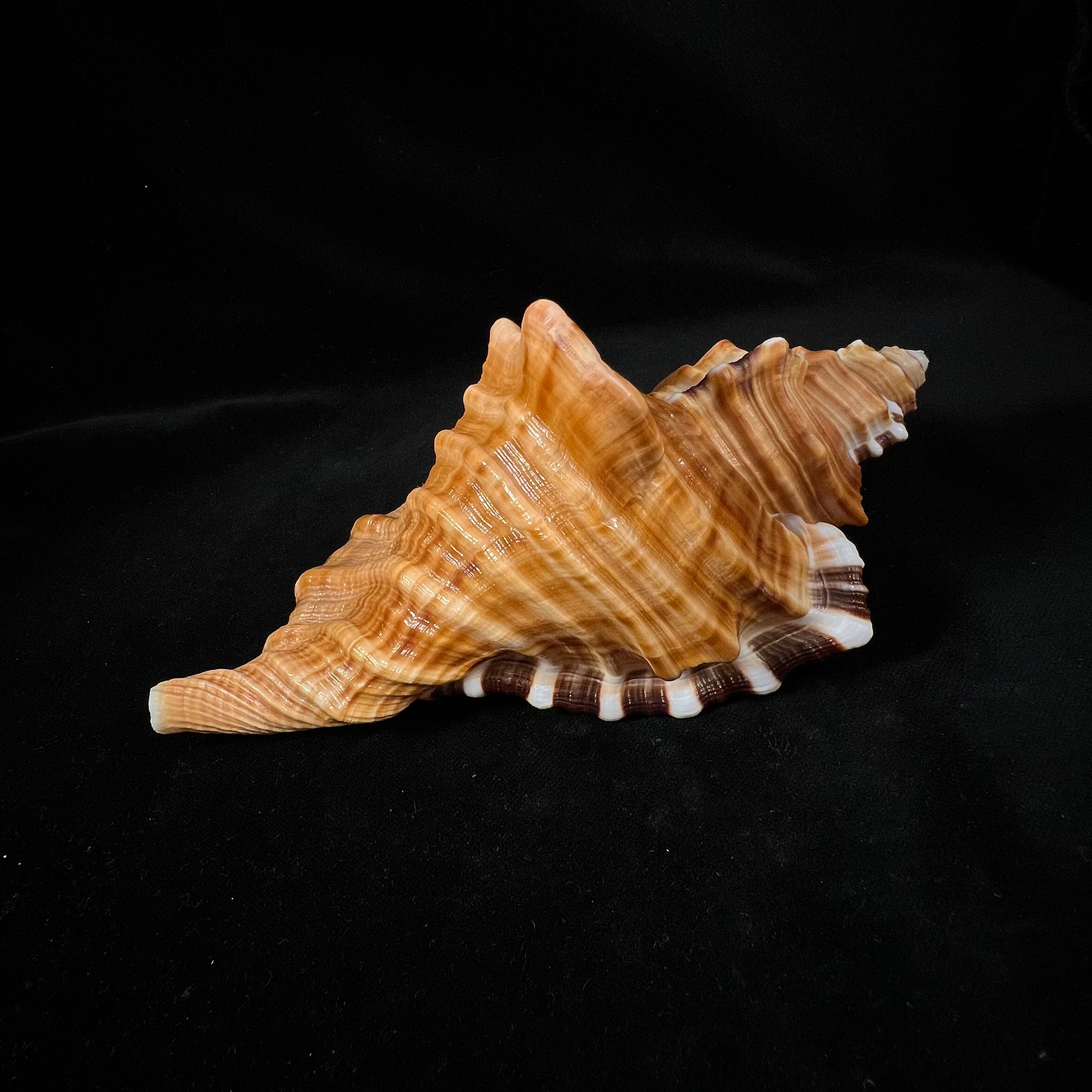Cymatium raderi D'Attilio & B. W. Myers, 1984 - 173,1mm