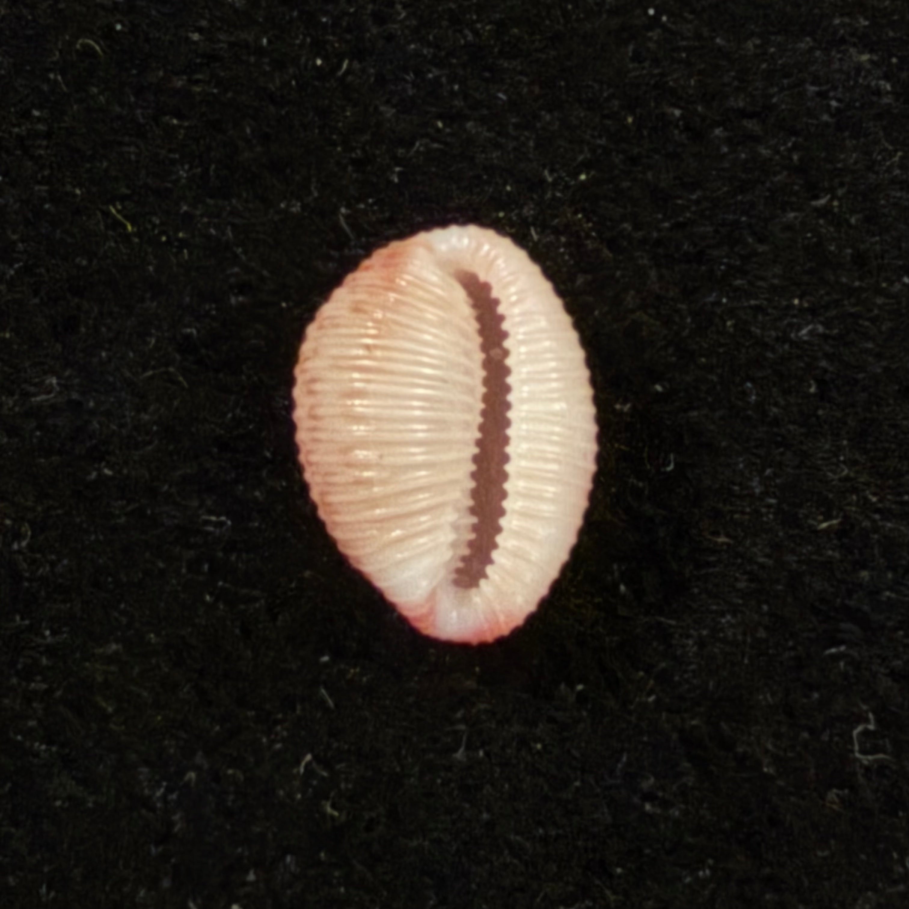 Niveria suffusa (J. E. Gray, 1827) - 9,6mm