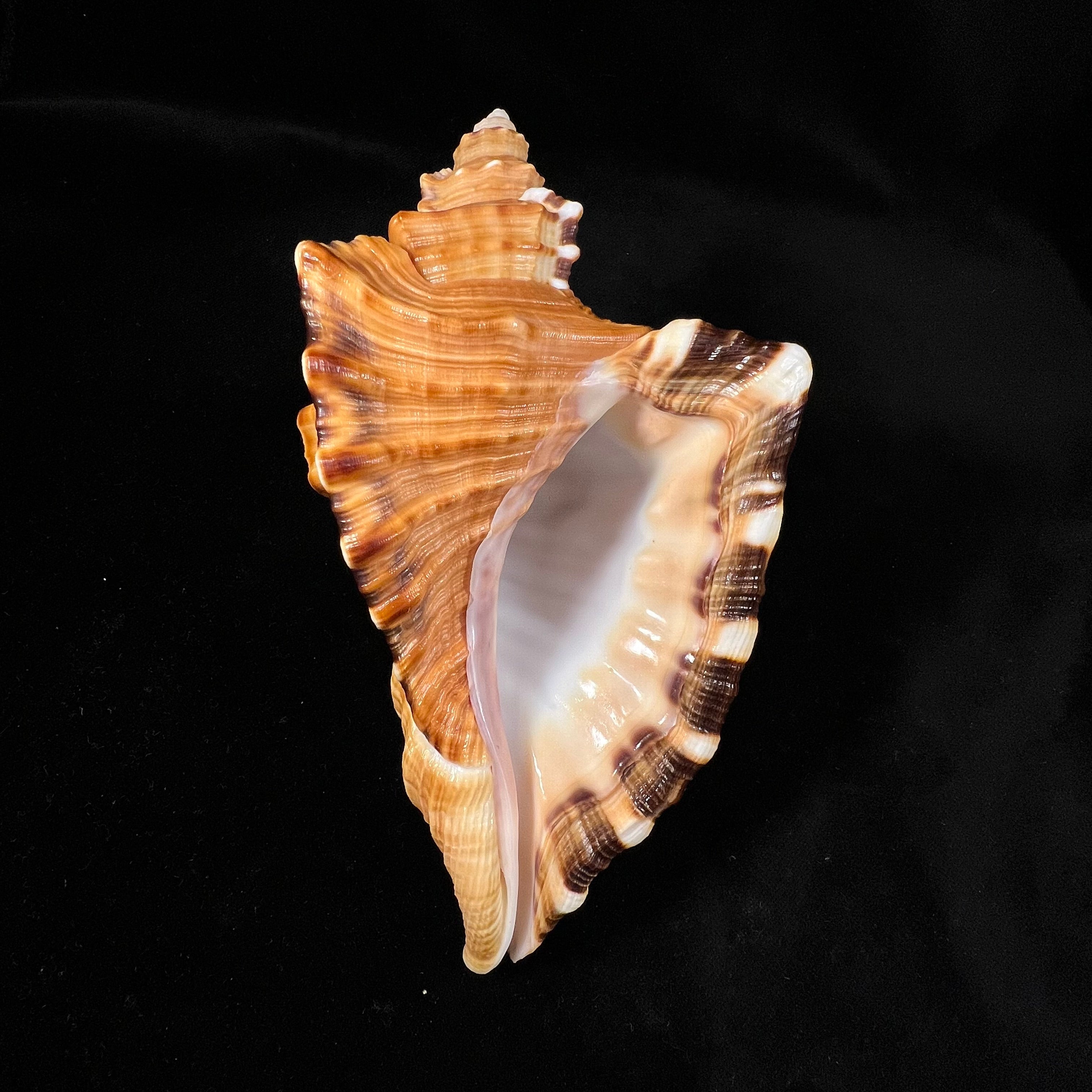Cymatium raderi D'Attilio & B. W. Myers, 1984 - 173,1mm