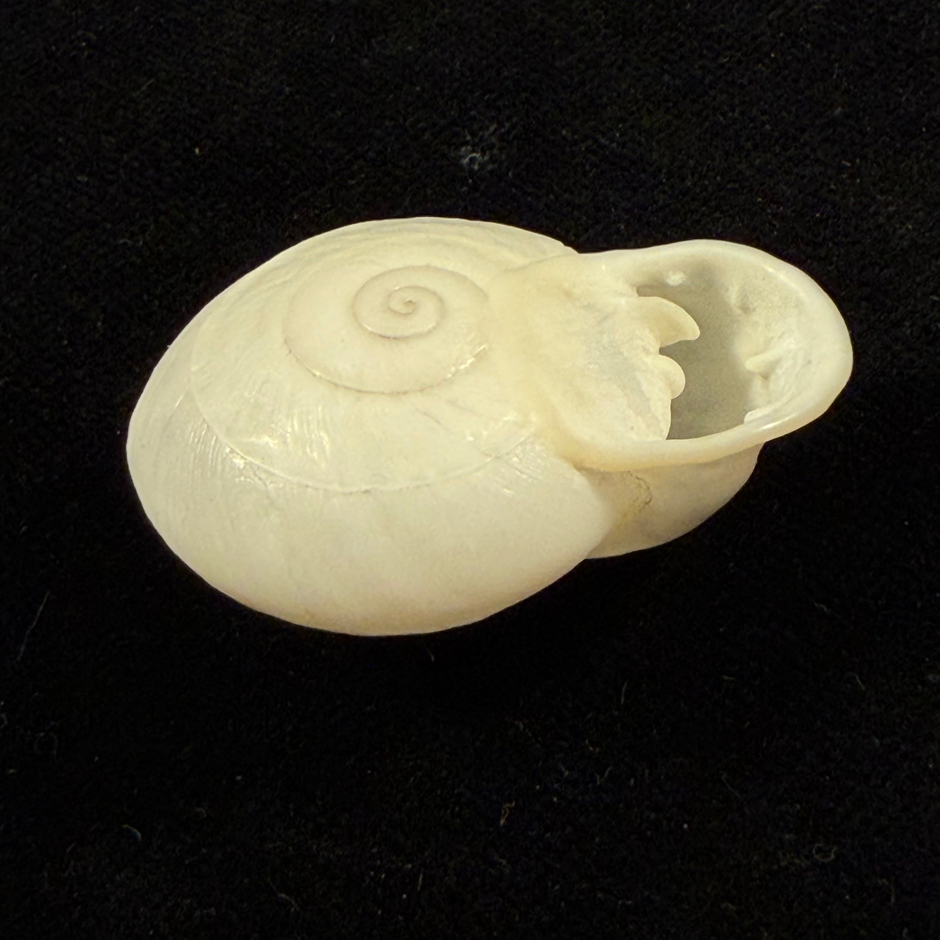 Anostoma depressum (Lamarck, 1822) - 39,1mm