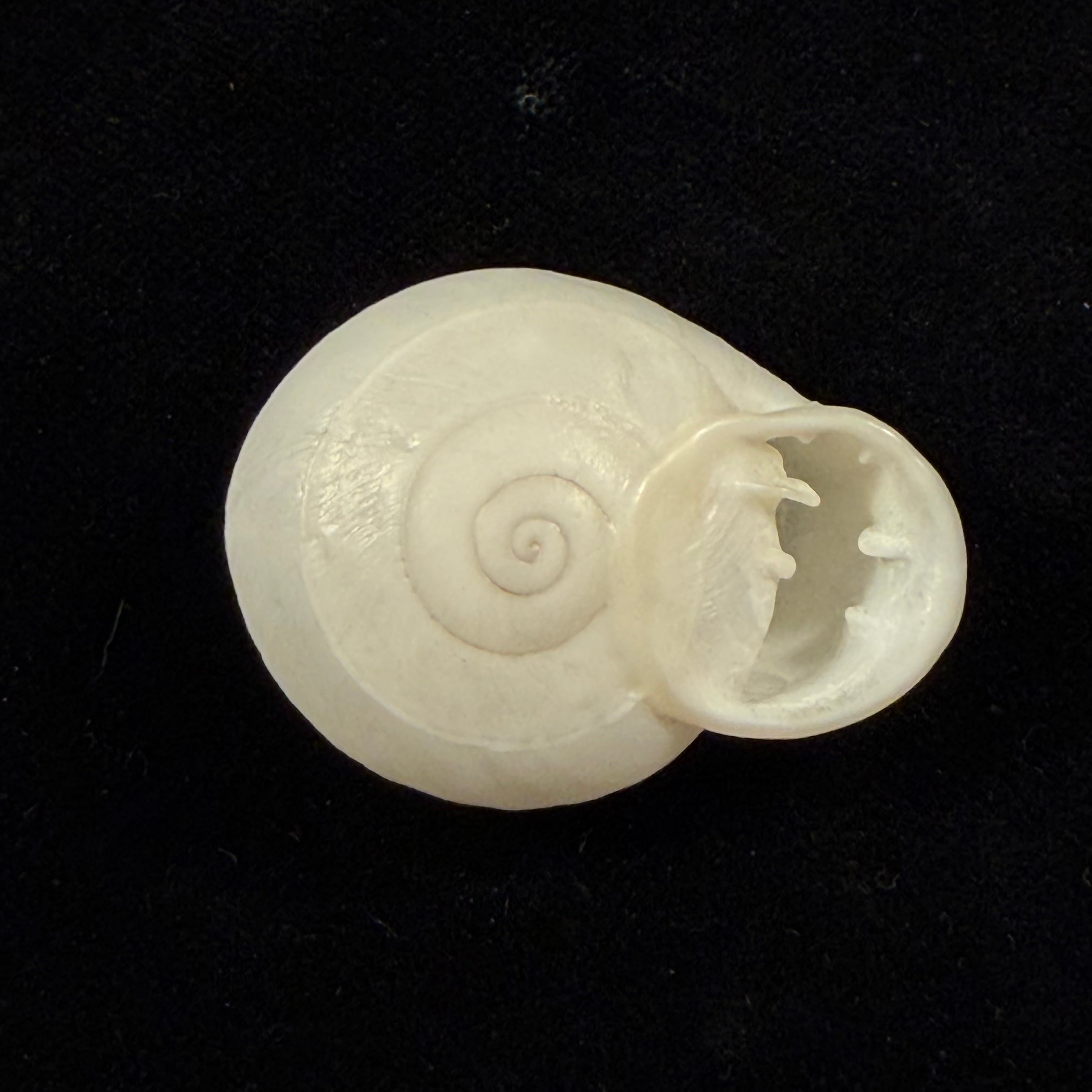 Anostoma depressum (Lamarck, 1822) - 39,1mm