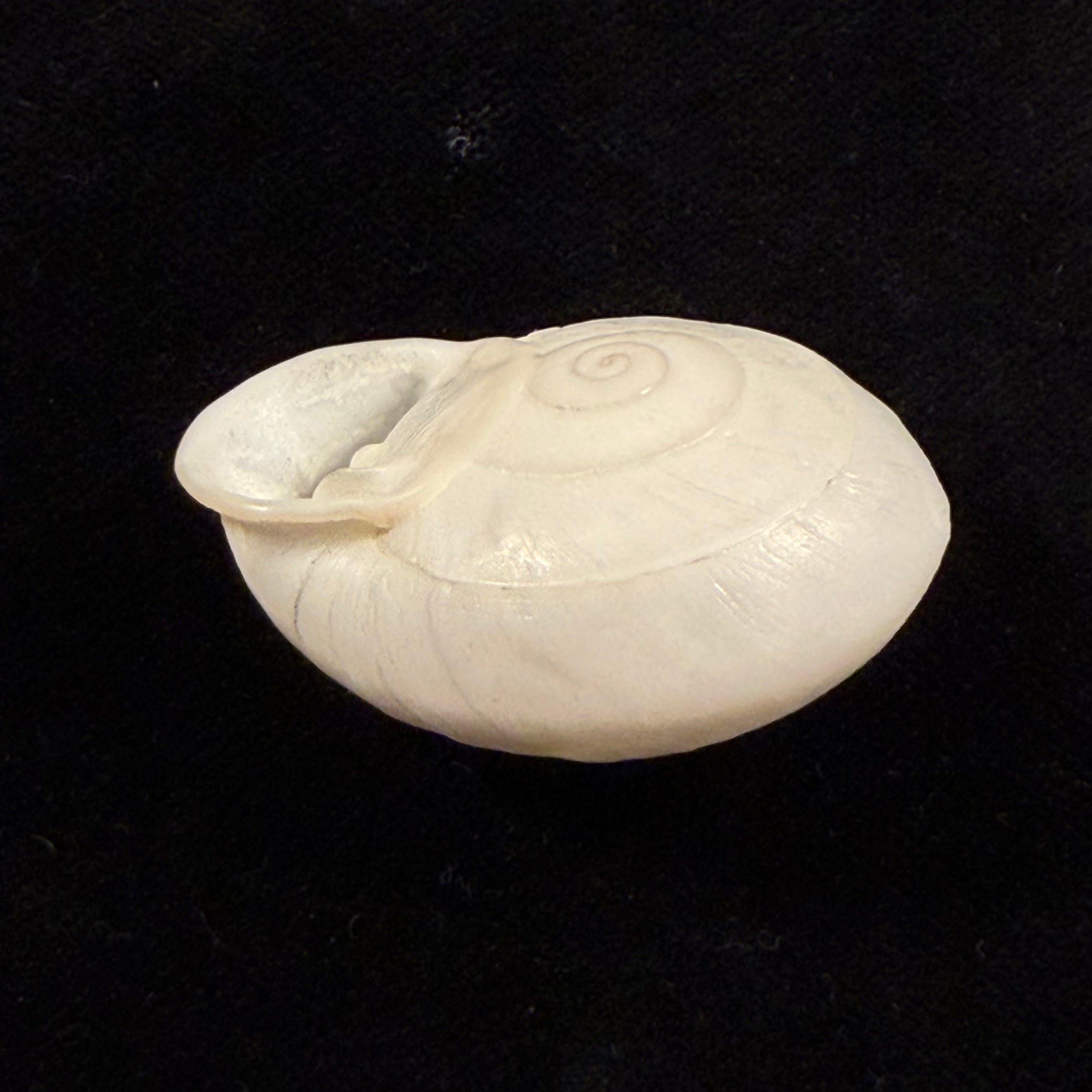 Anostoma depressum (Lamarck, 1822) - 39,1mm