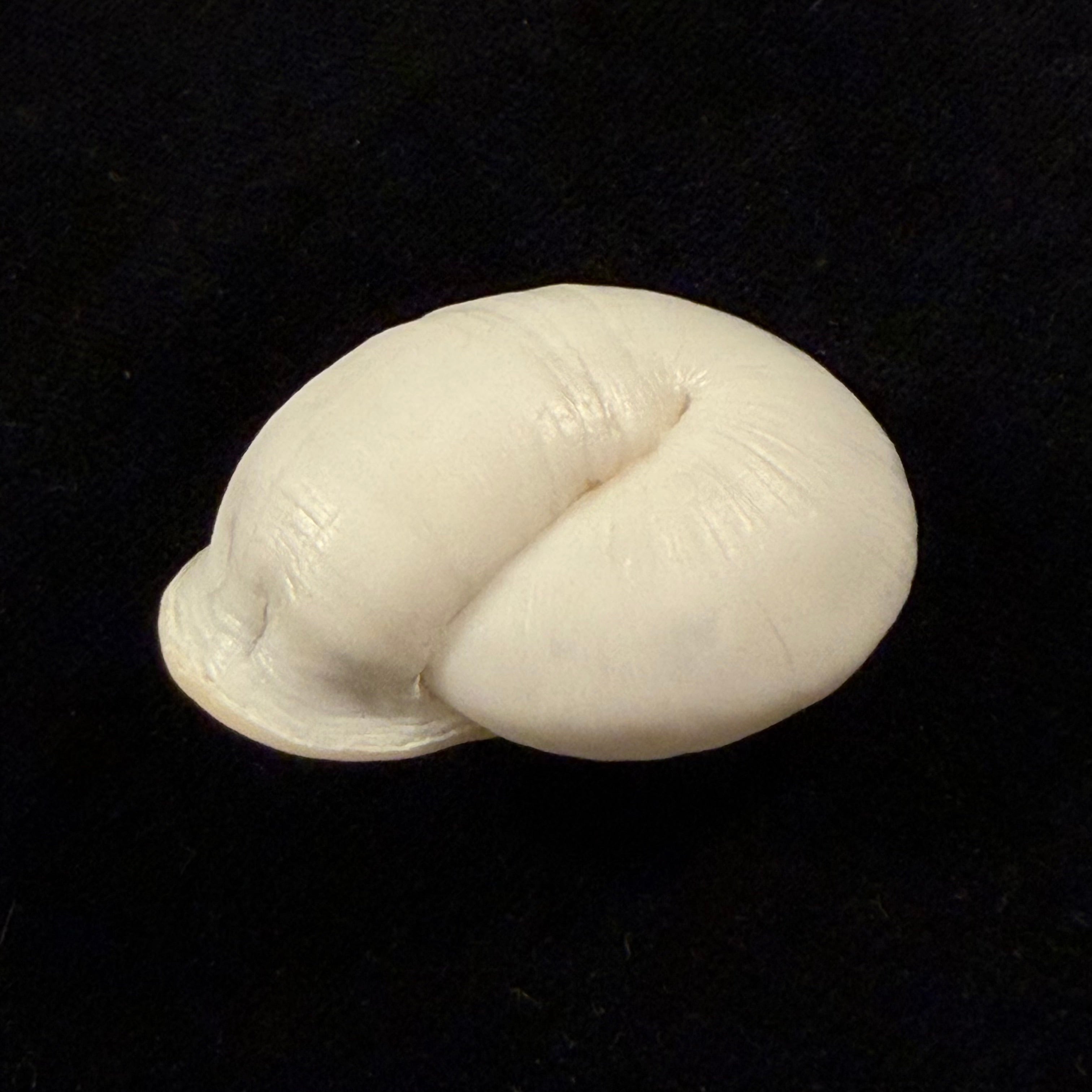 Anostoma depressum (Lamarck, 1822) - 39,1mm