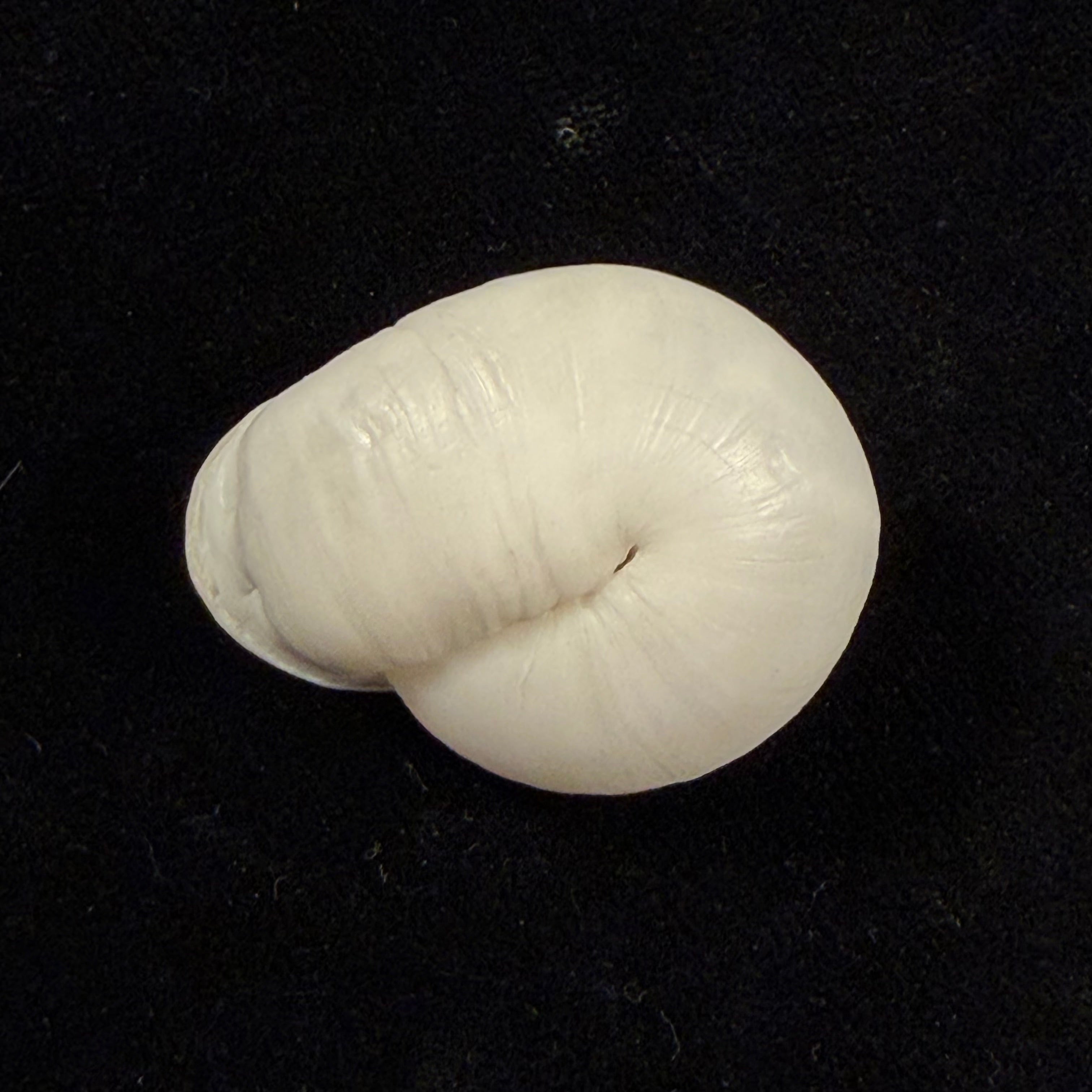 Anostoma depressum (Lamarck, 1822) - 39,1mm