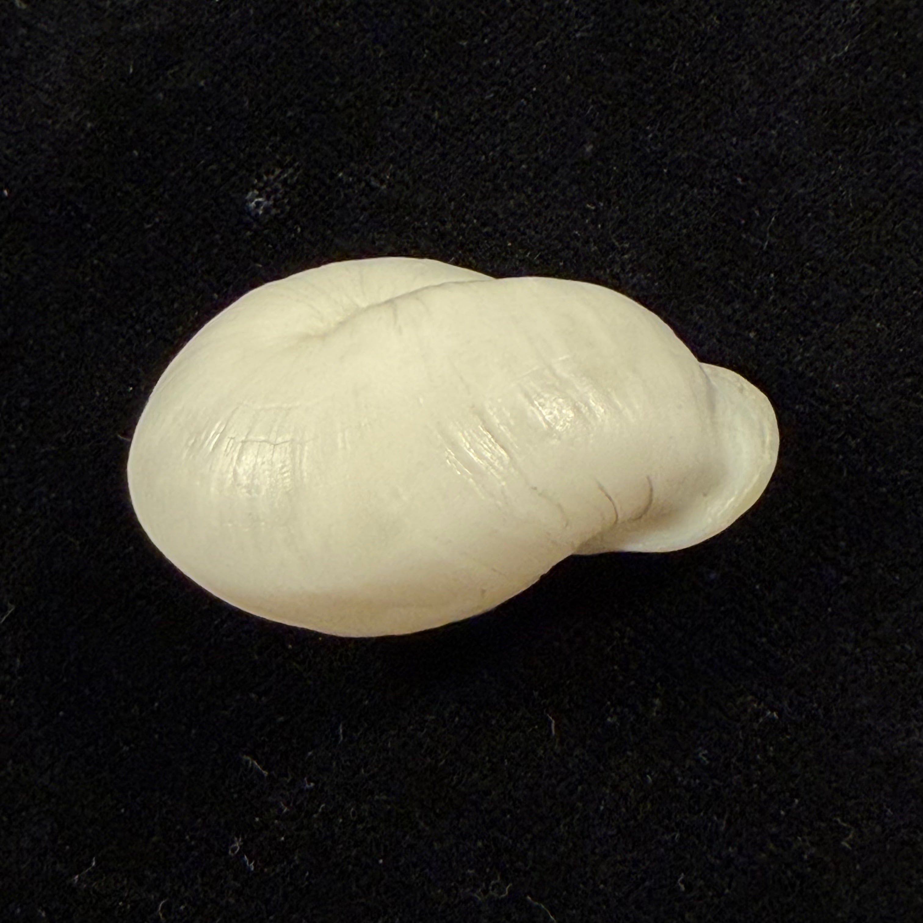 Anostoma depressum (Lamarck, 1822) - 39,1mm