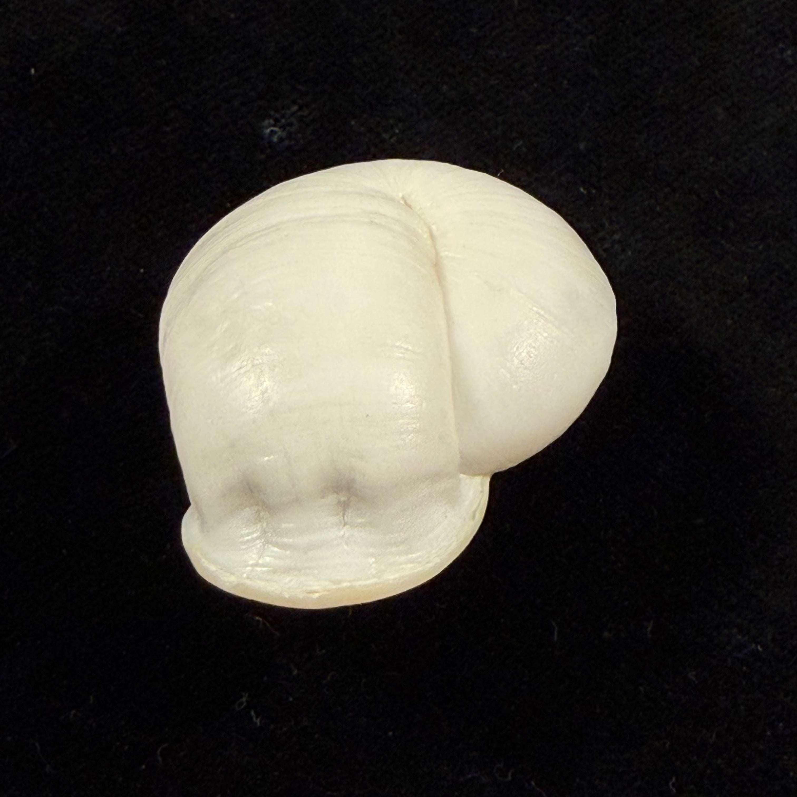 Anostoma depressum (Lamarck, 1822) - 39,1mm