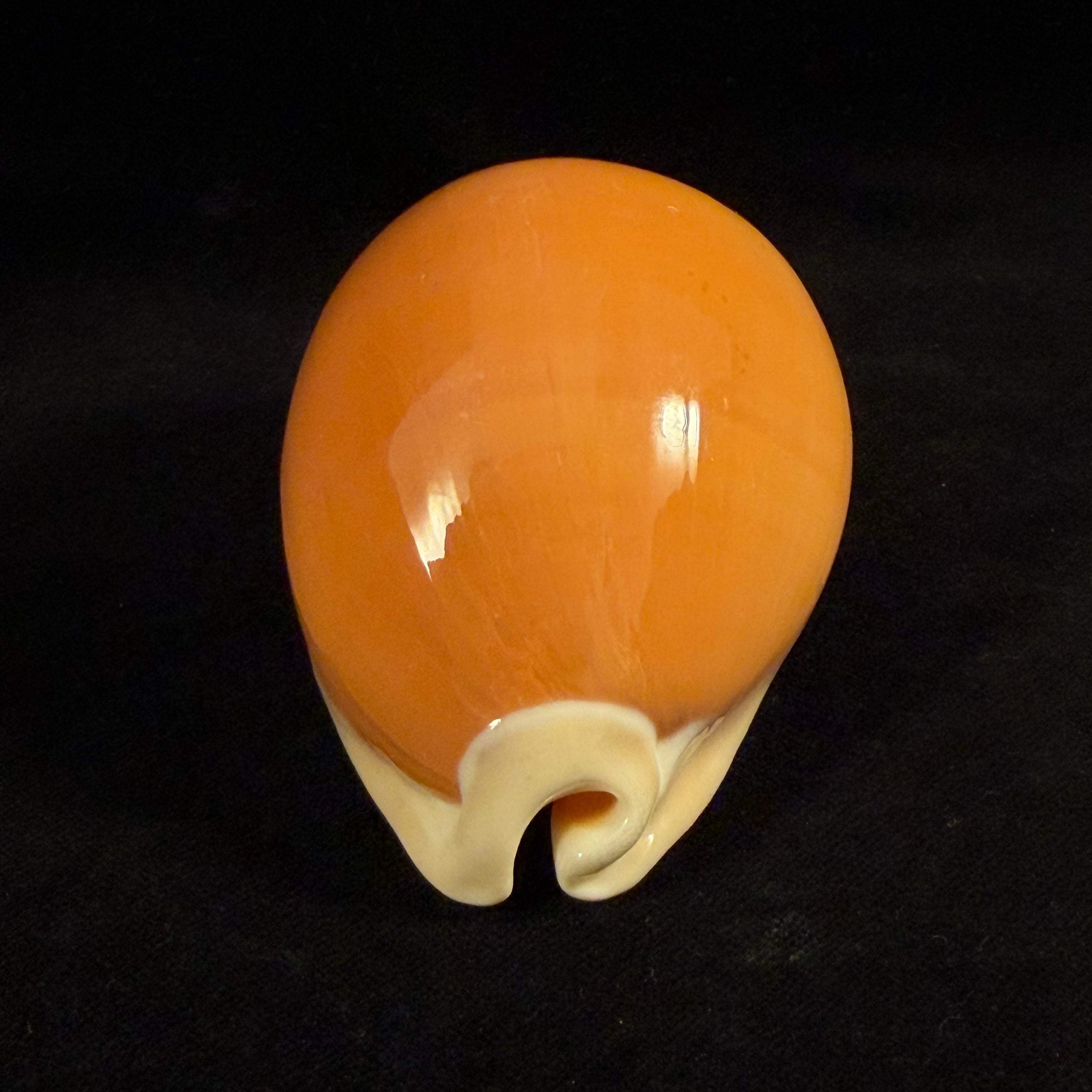 Callistocypraea aurantium (Gmelin, 1791) - 89,8mm