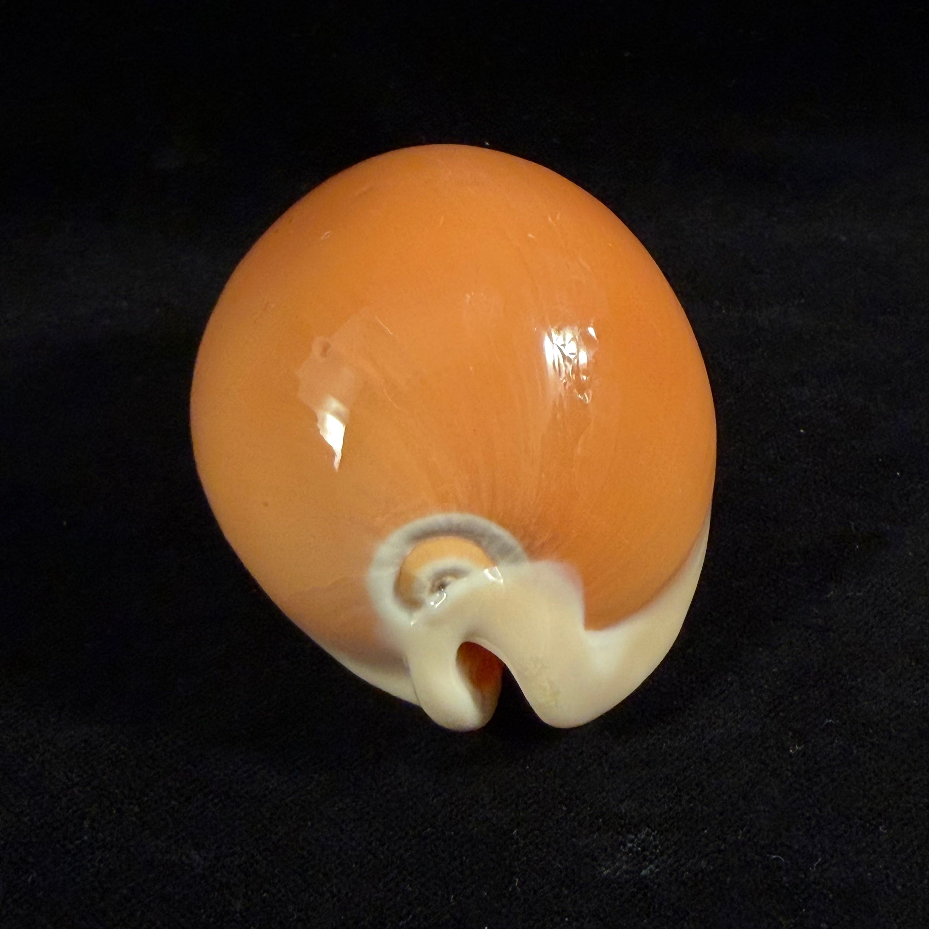 Callistocypraea aurantium (Gmelin, 1791) - 89,8mm