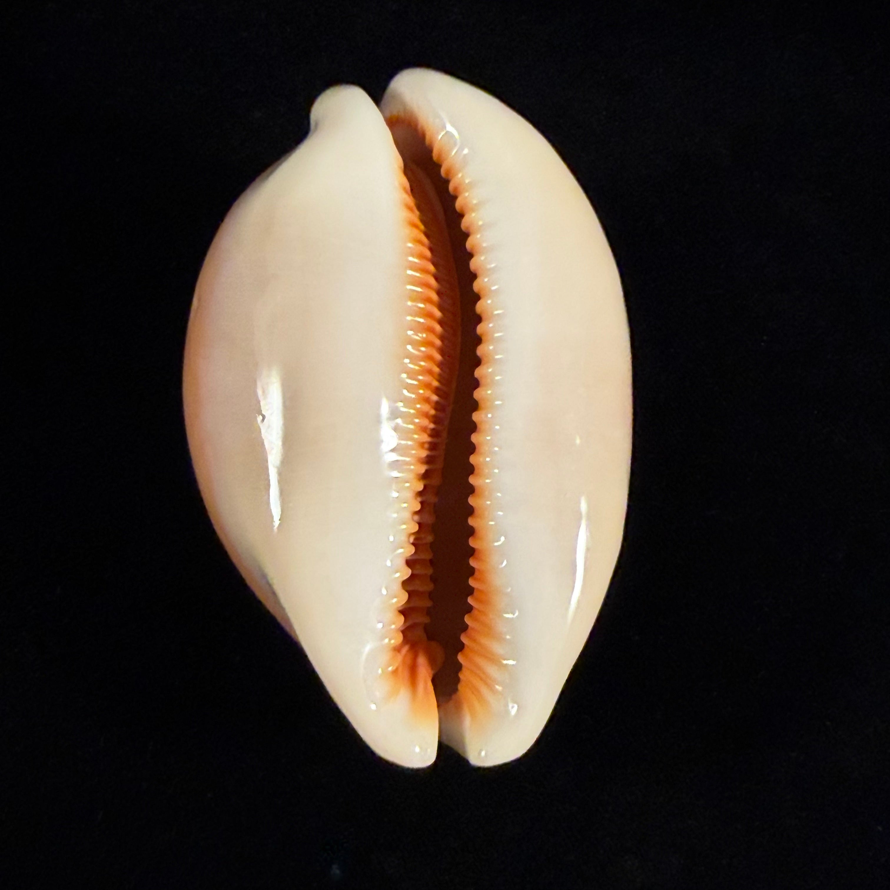 Callistocypraea aurantium (Gmelin, 1791) - 89,8mm