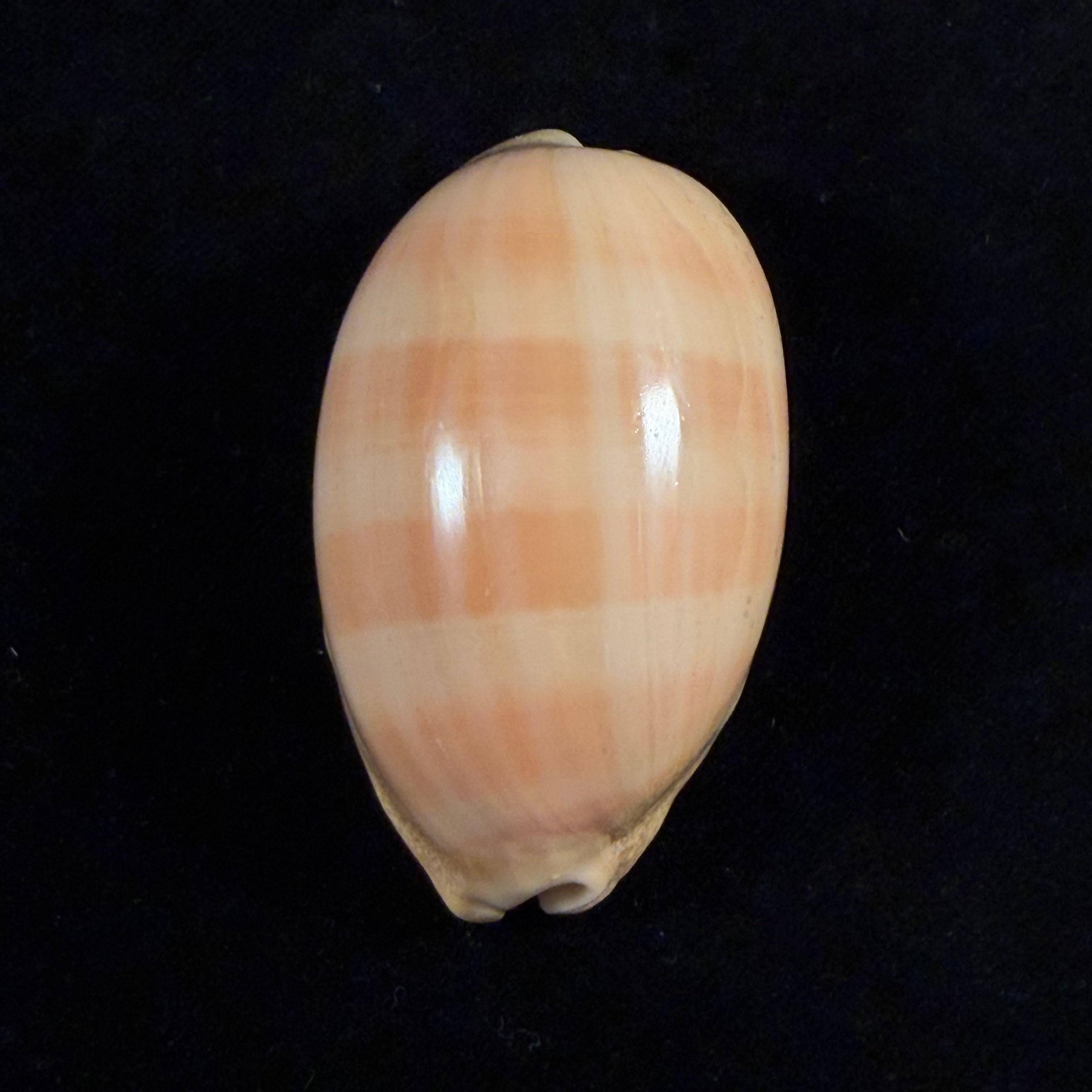 Lyncina leviathan (M. Schilder & F. A. Schilder, 1937) - 67,4mm