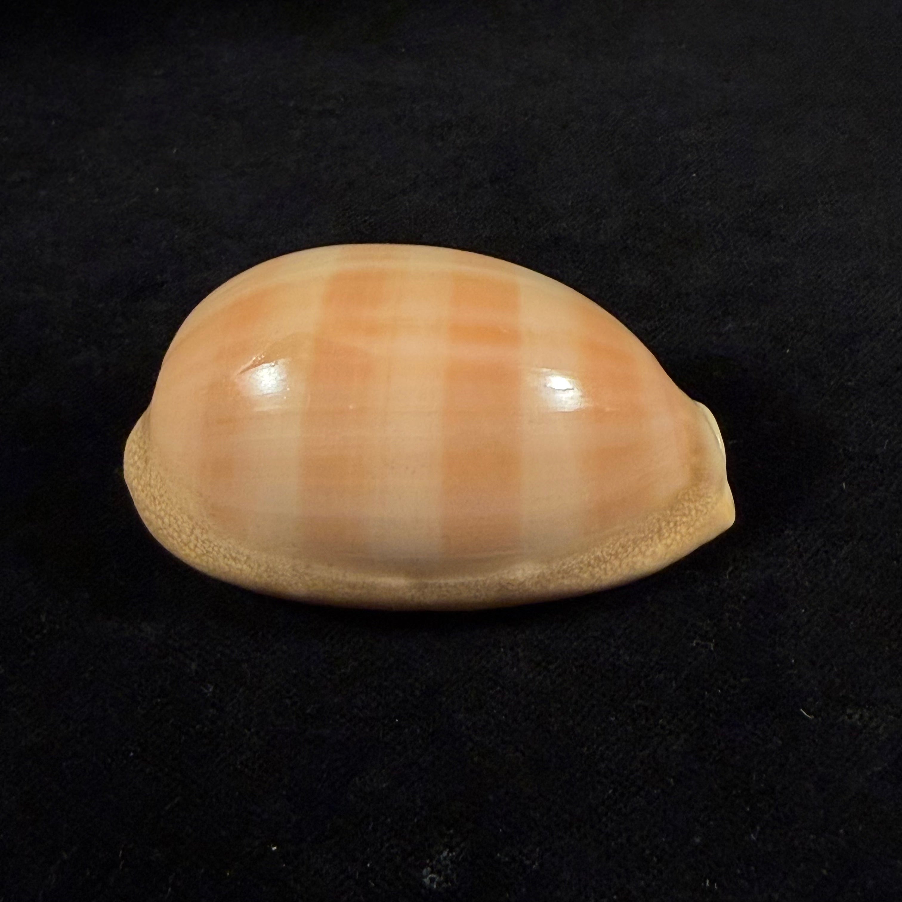 Lyncina leviathan (M. Schilder & F. A. Schilder, 1937) - 67,4mm
