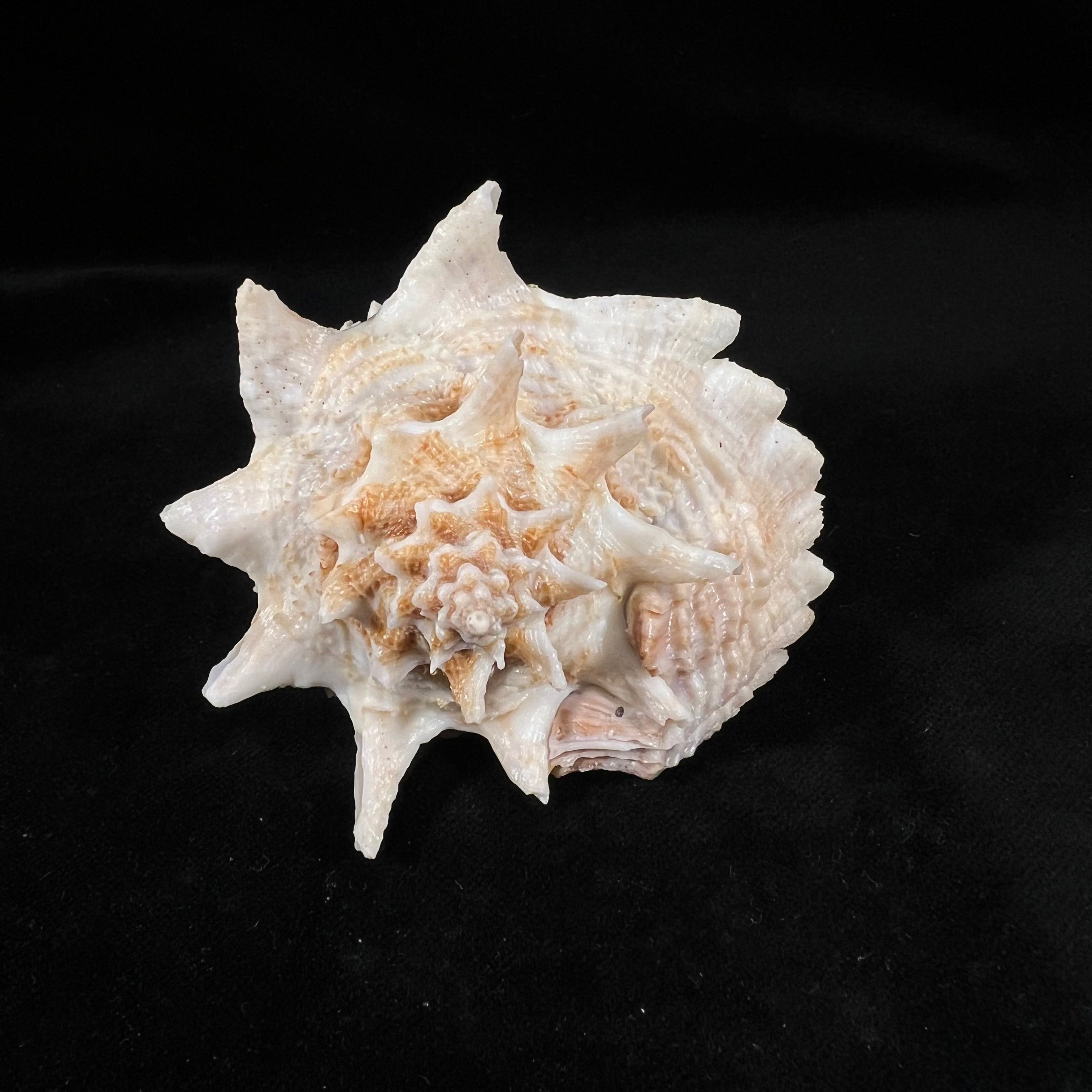 Aristovasum cassiforme (Kiener, 1840) - 96,5mm