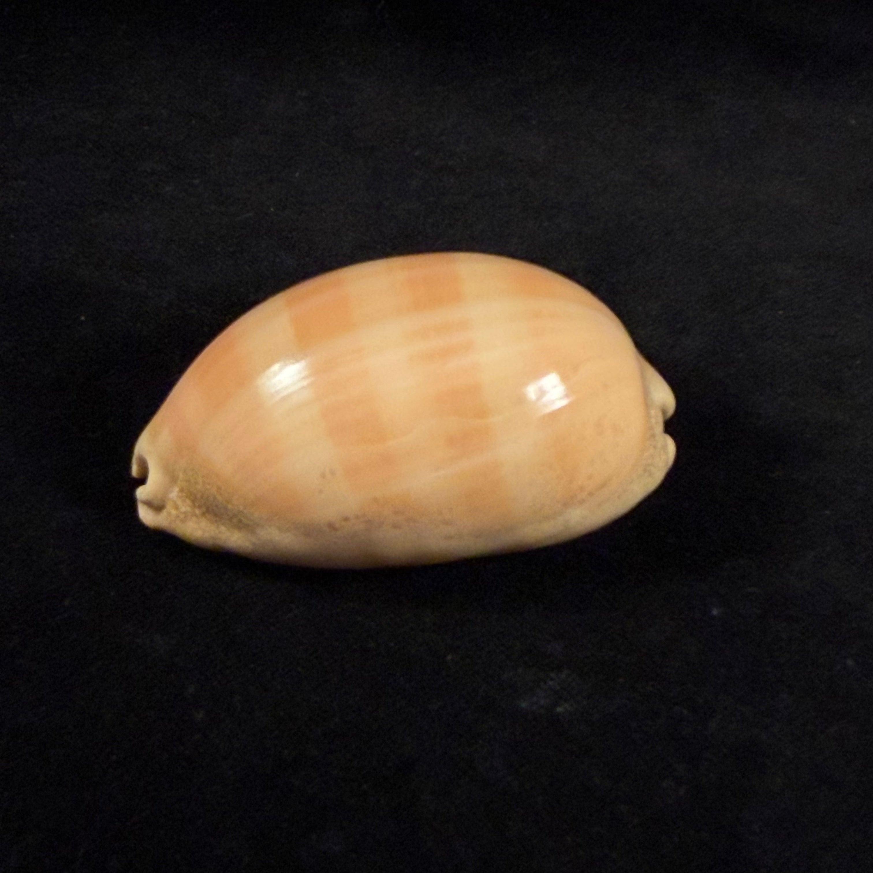 Lyncina leviathan (M. Schilder & F. A. Schilder, 1937) - 67,4mm