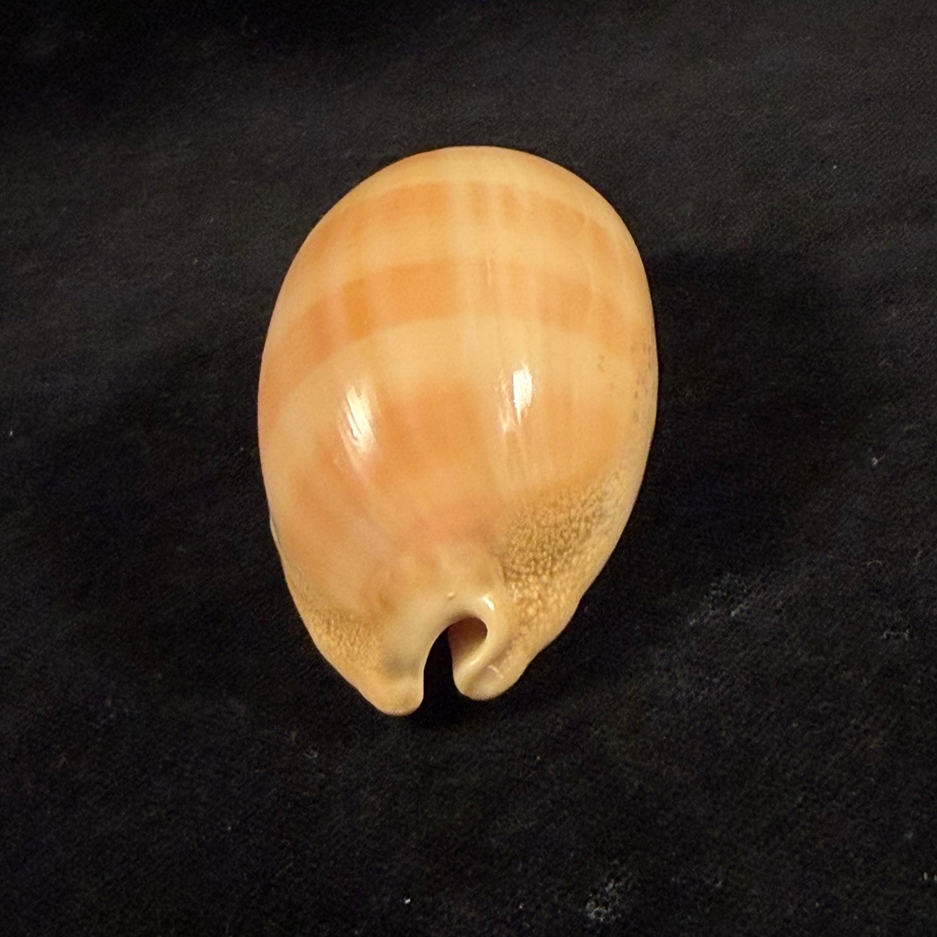Lyncina leviathan (M. Schilder & F. A. Schilder, 1937) - 67,4mm