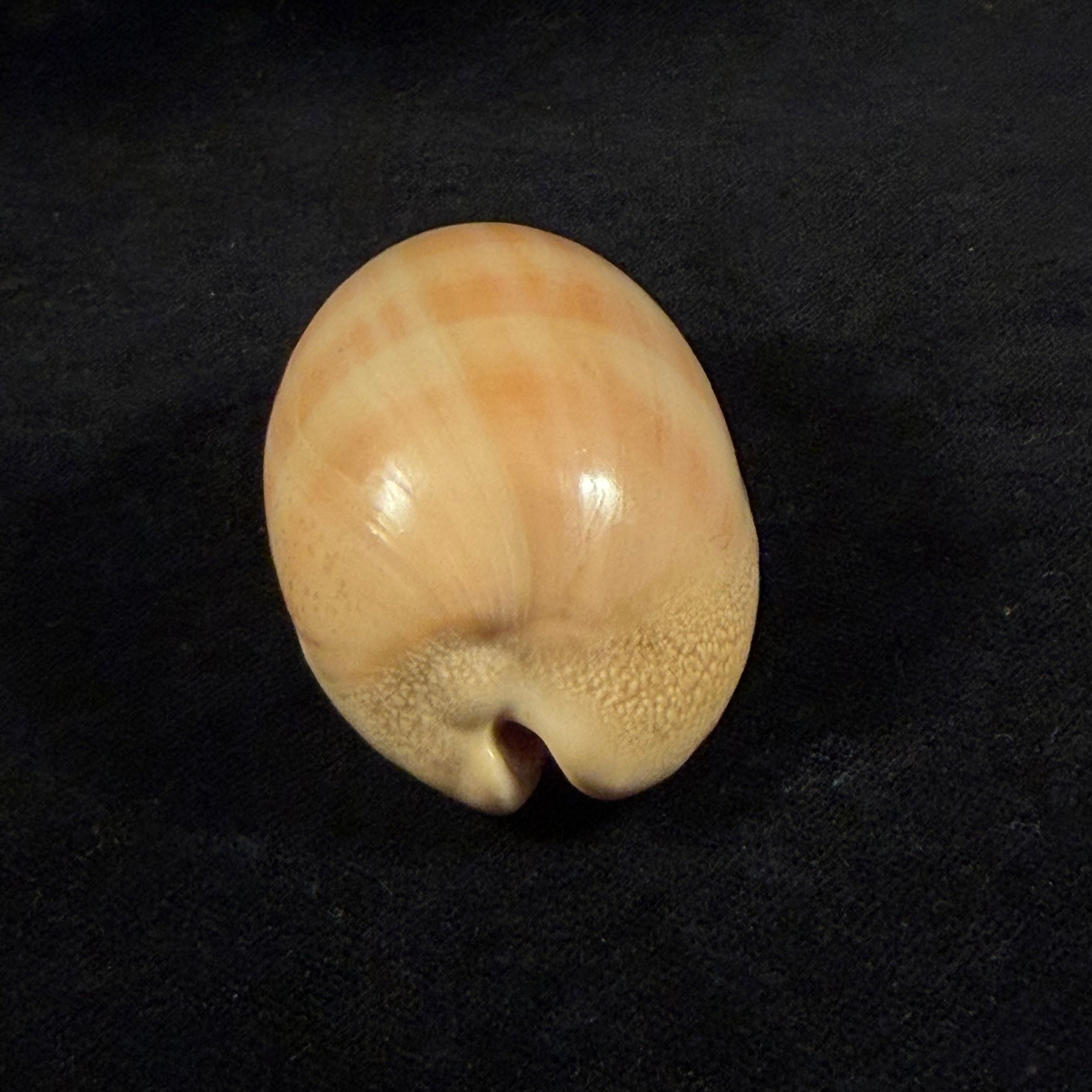 Lyncina leviathan (M. Schilder & F. A. Schilder, 1937) - 67,4mm