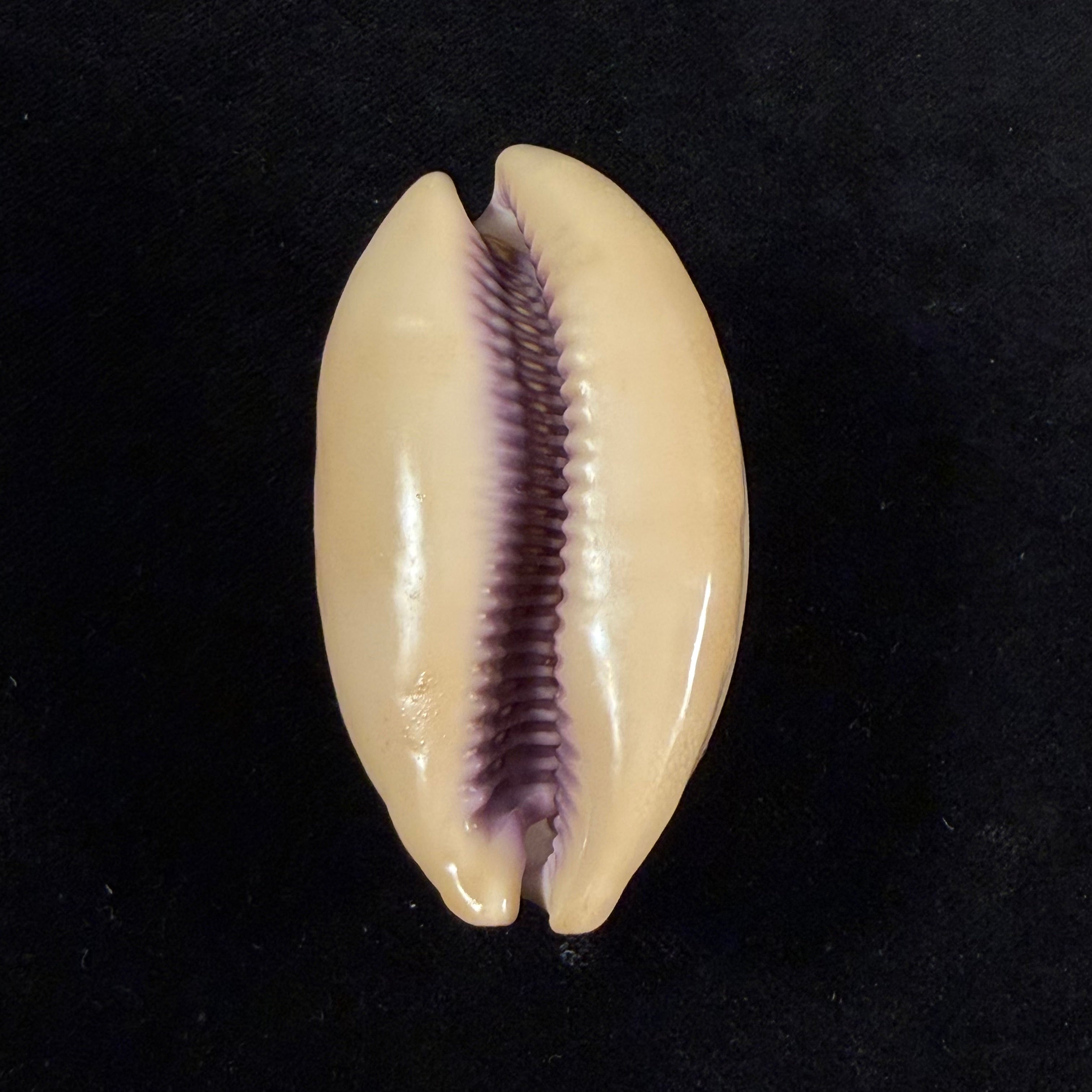 Lyncina leviathan (M. Schilder & F. A. Schilder, 1937) - 67,4mm