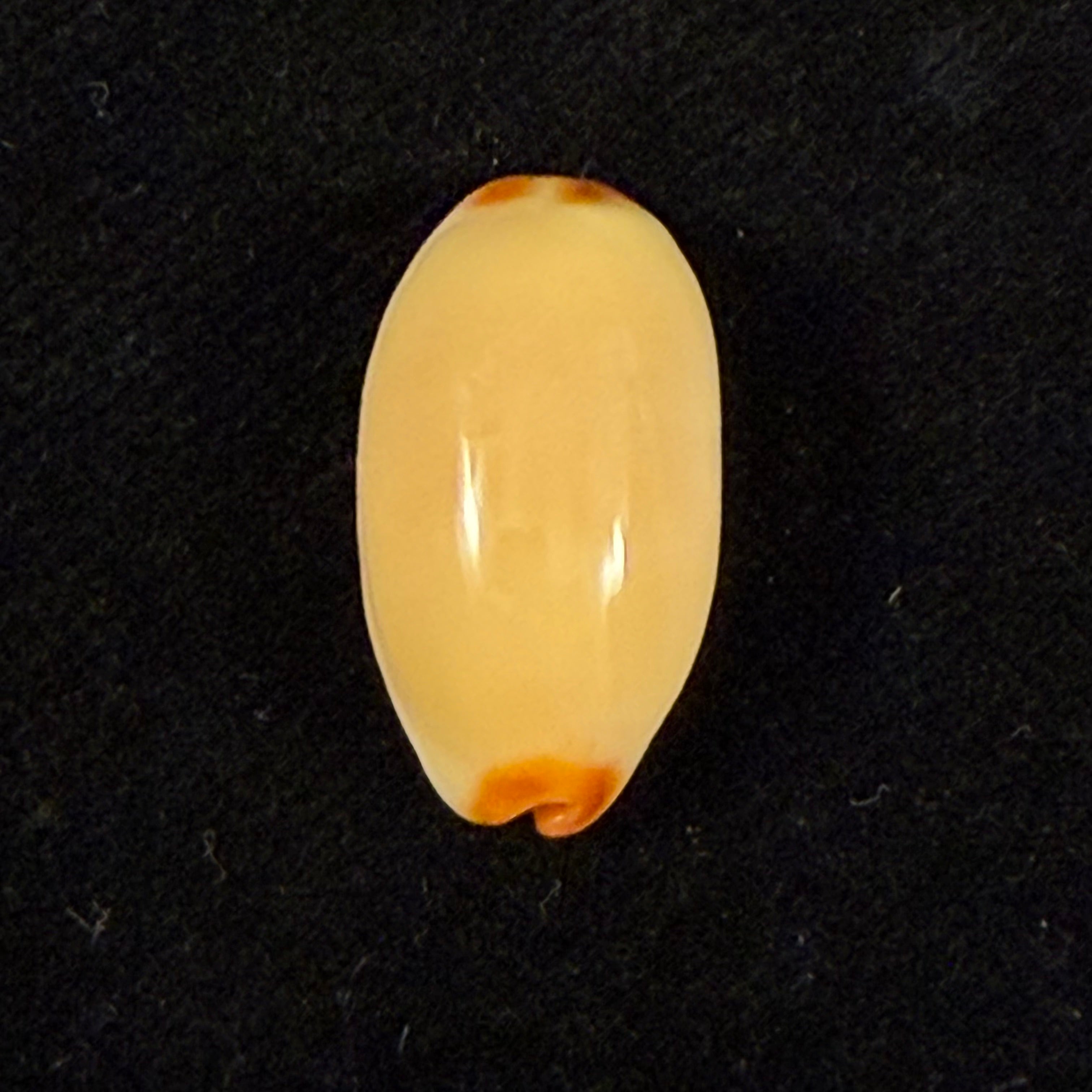 Luria isabella (Linnaeus, 1758) - 21,1mm