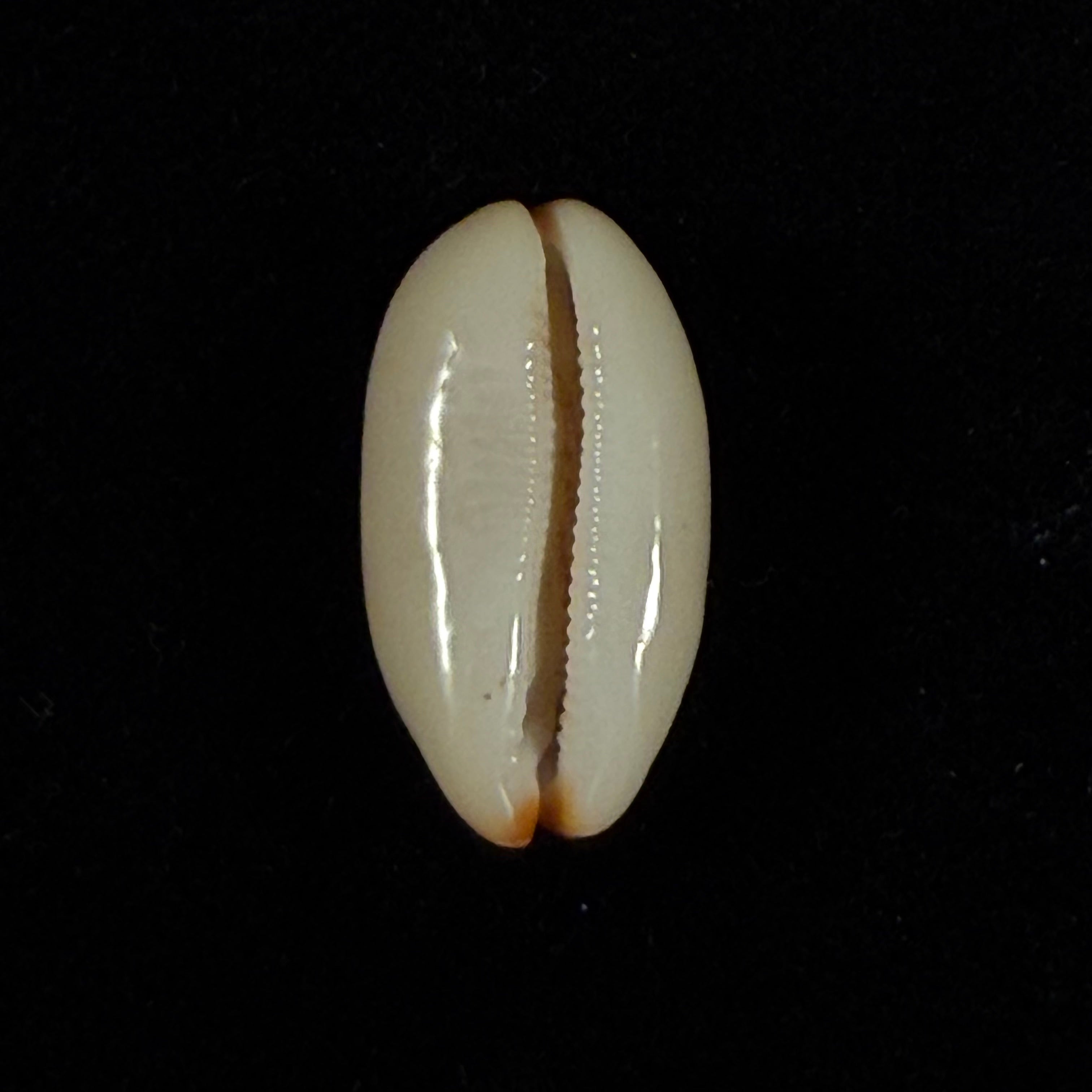 Luria isabella (Linnaeus, 1758) - 21,1mm