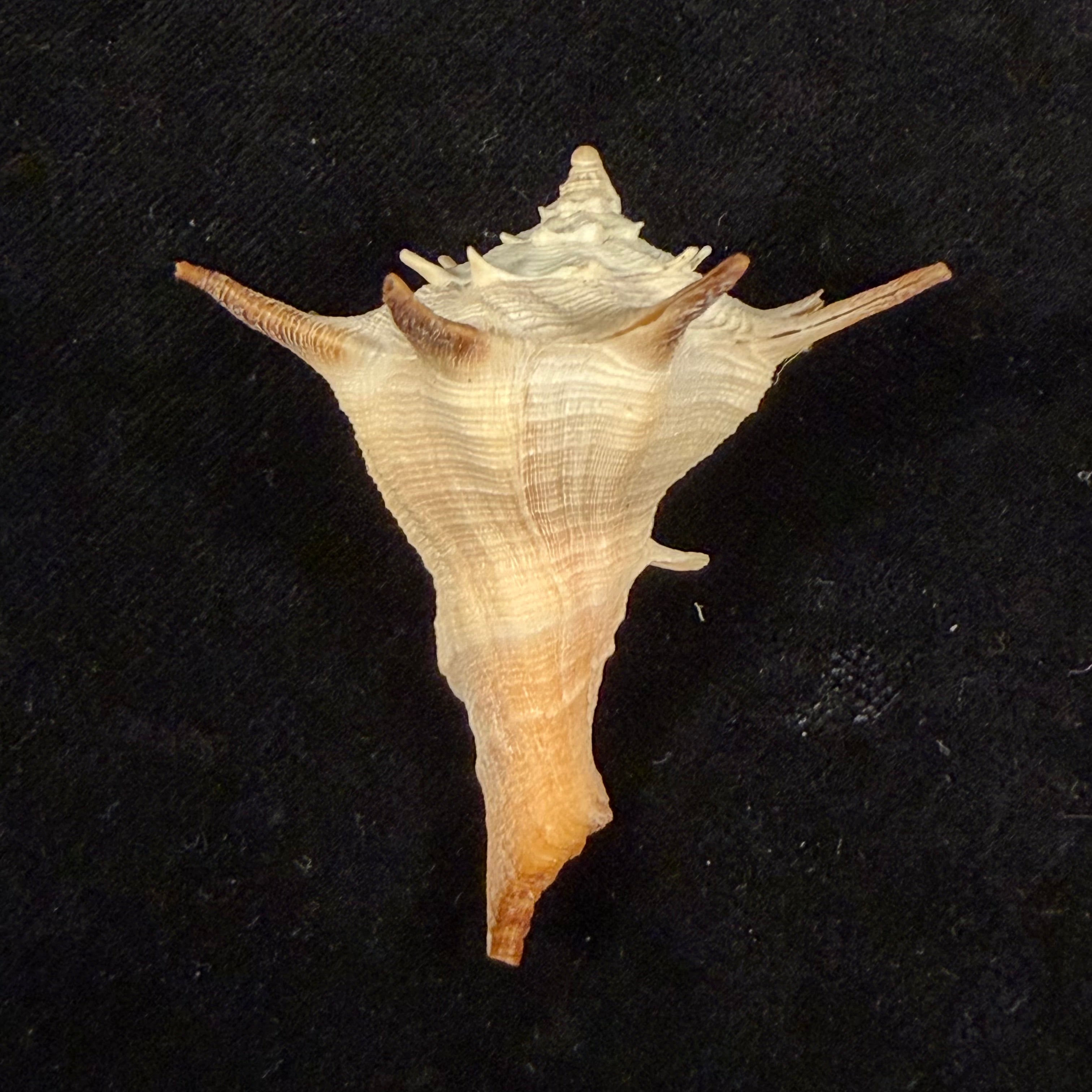 Afrivasum zanzibaricum (Abbott, 1958) - 52,1mm