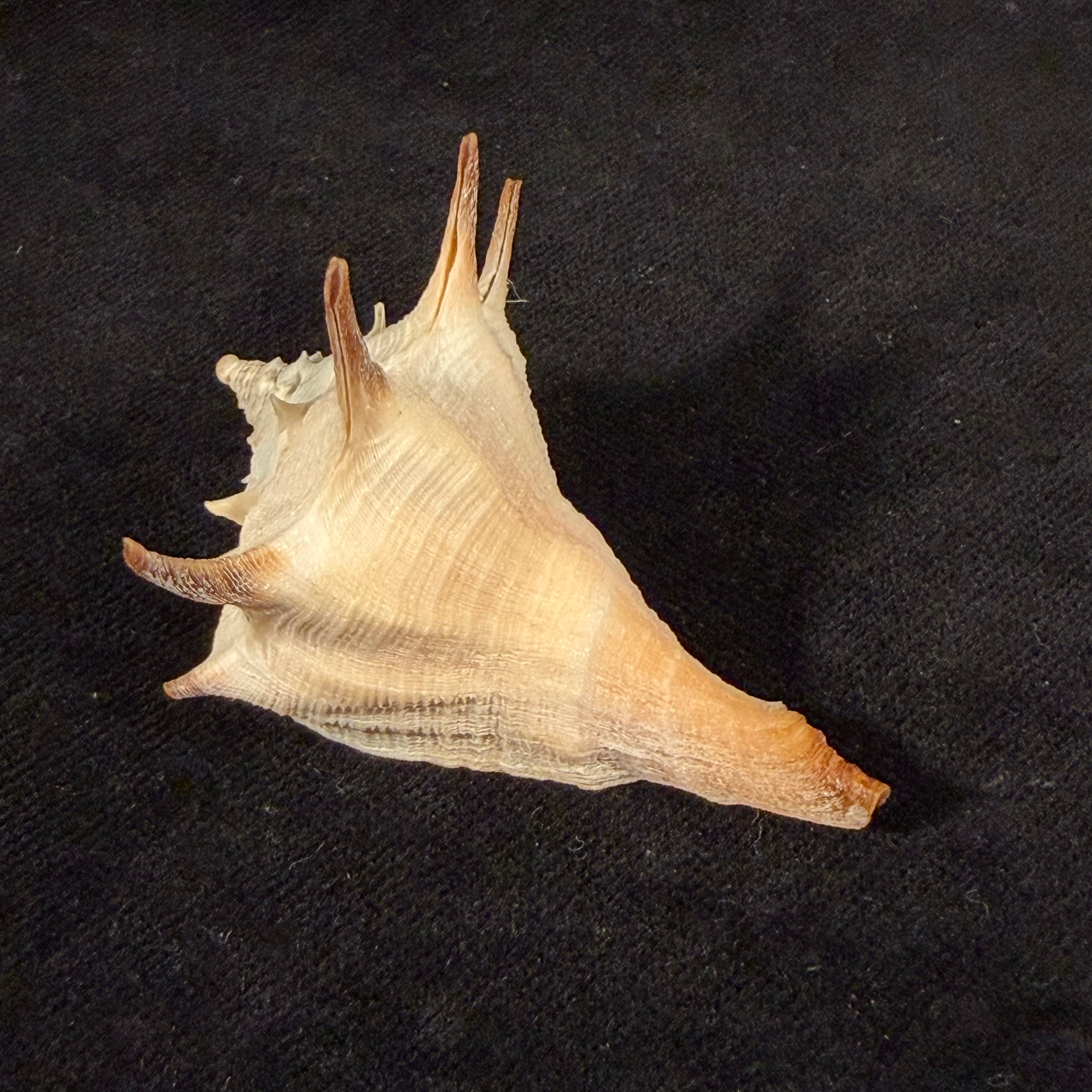 Afrivasum zanzibaricum (Abbott, 1958) - 52,1mm