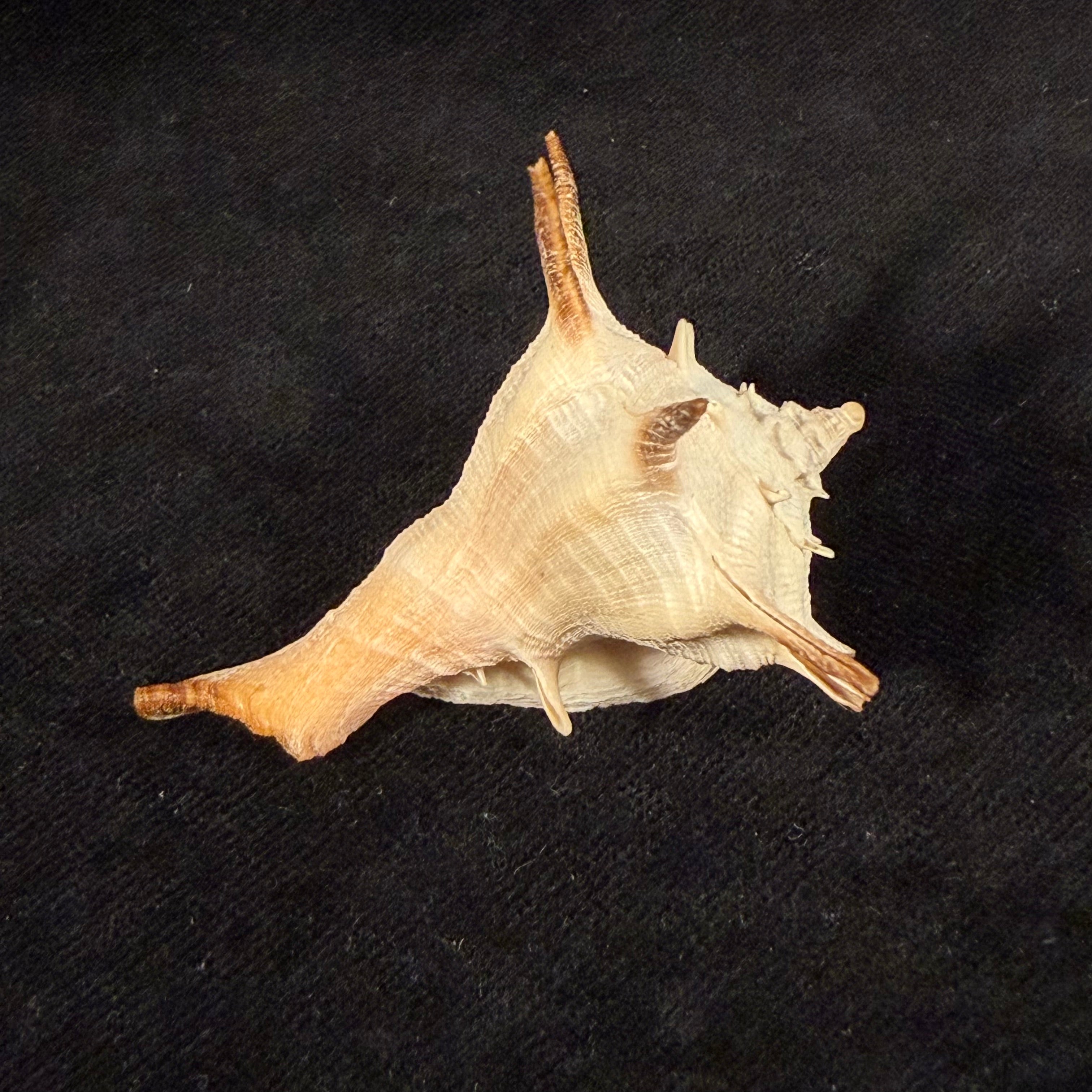Afrivasum zanzibaricum (Abbott, 1958) - 52,1mm