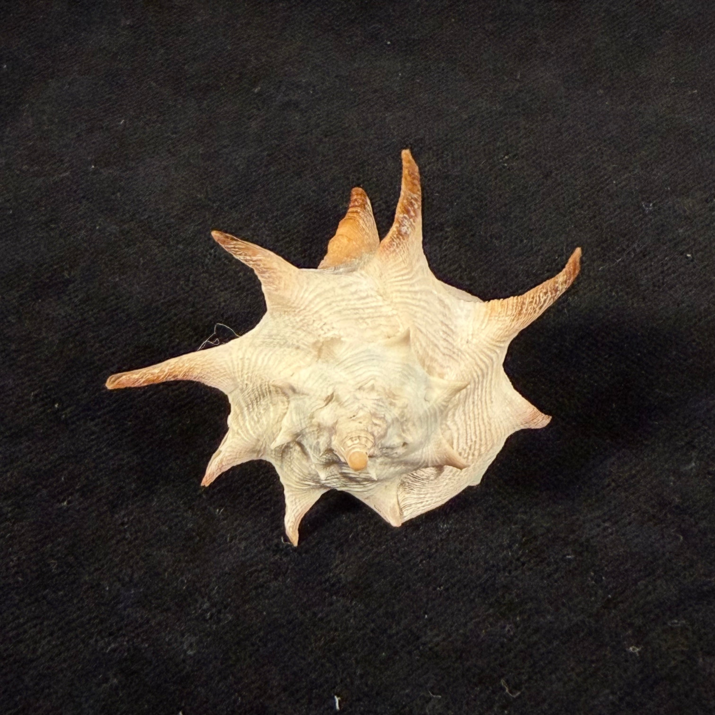 Afrivasum zanzibaricum (Abbott, 1958) - 52,1mm
