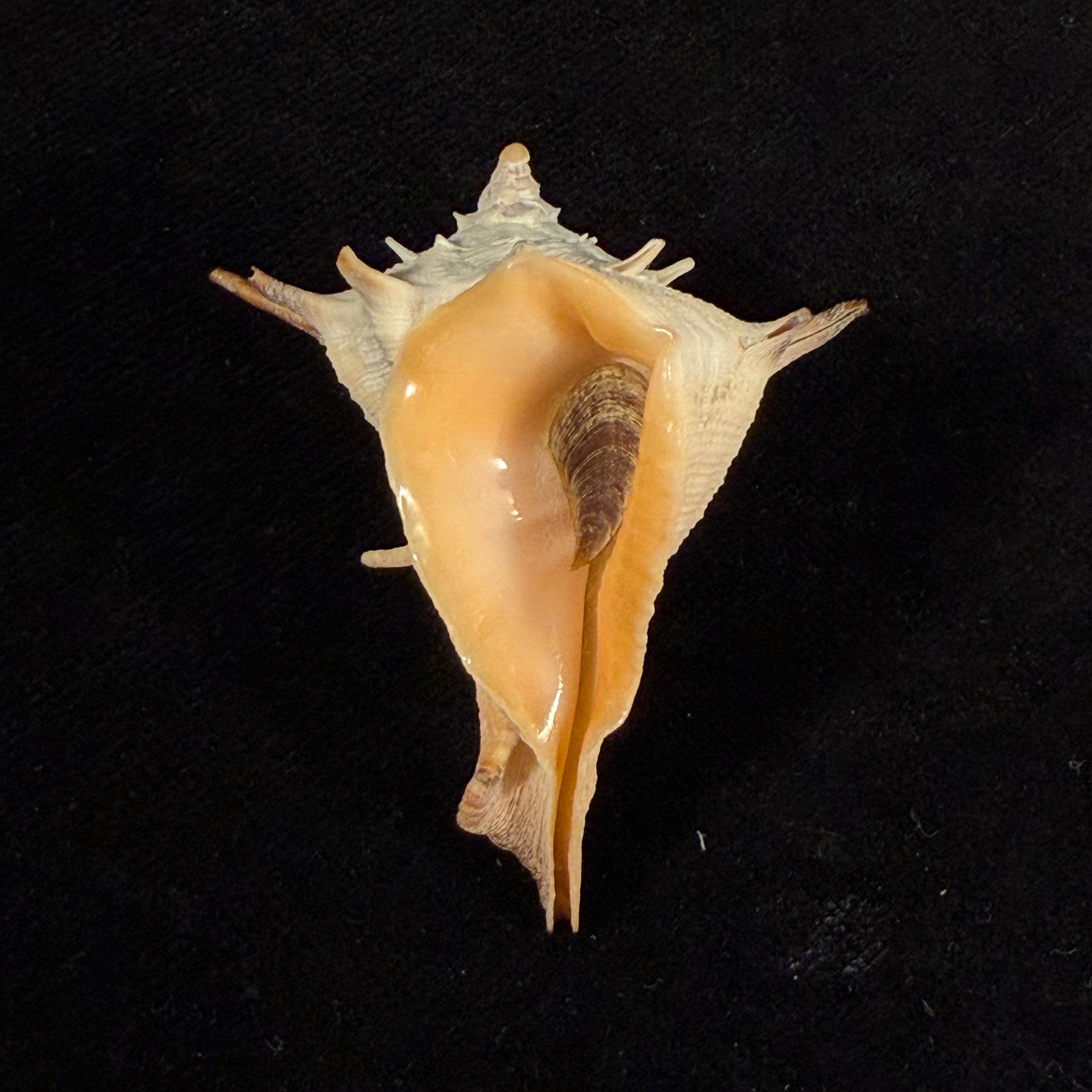 Afrivasum zanzibaricum (Abbott, 1958) - 52,1mm