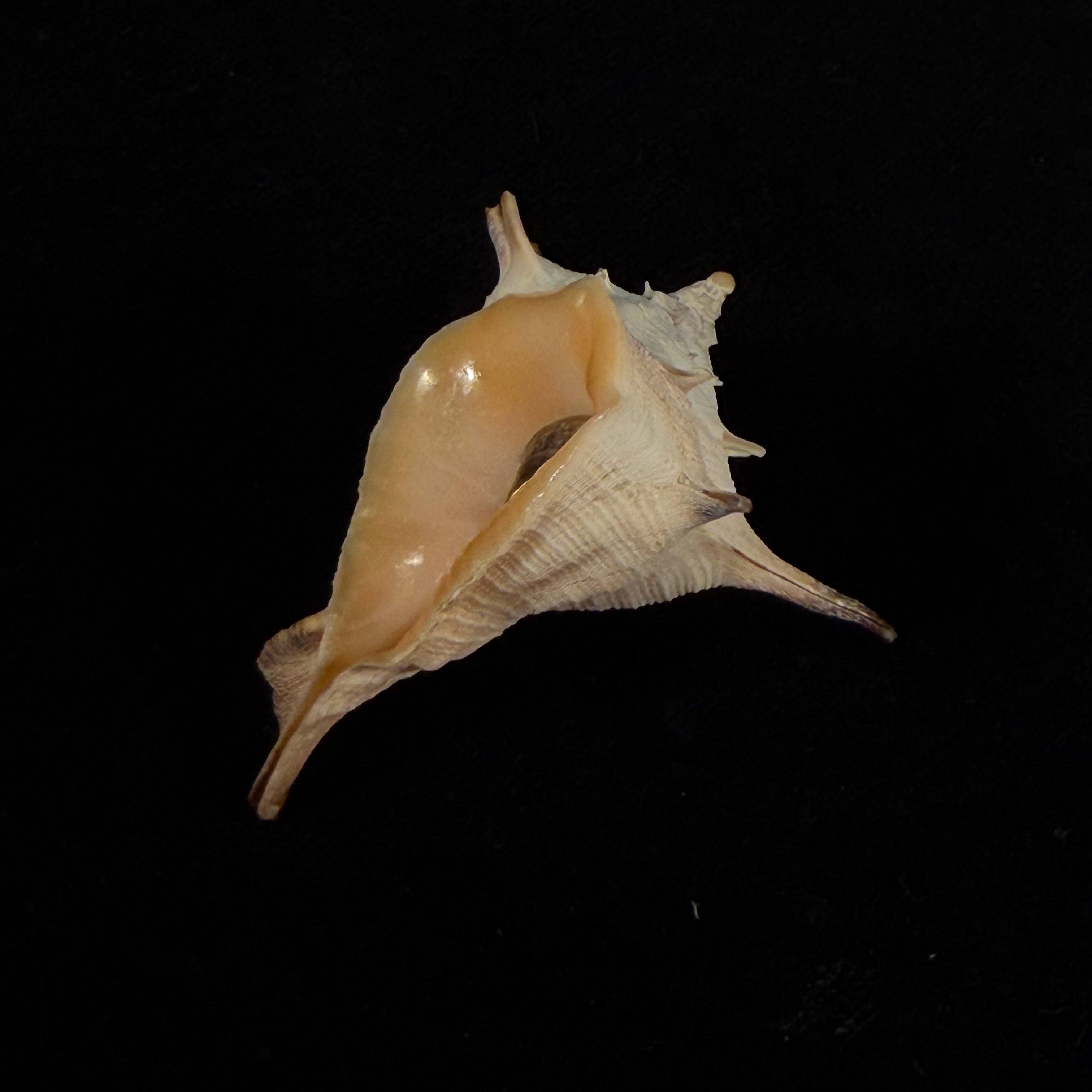 Afrivasum zanzibaricum (Abbott, 1958) - 52,1mm