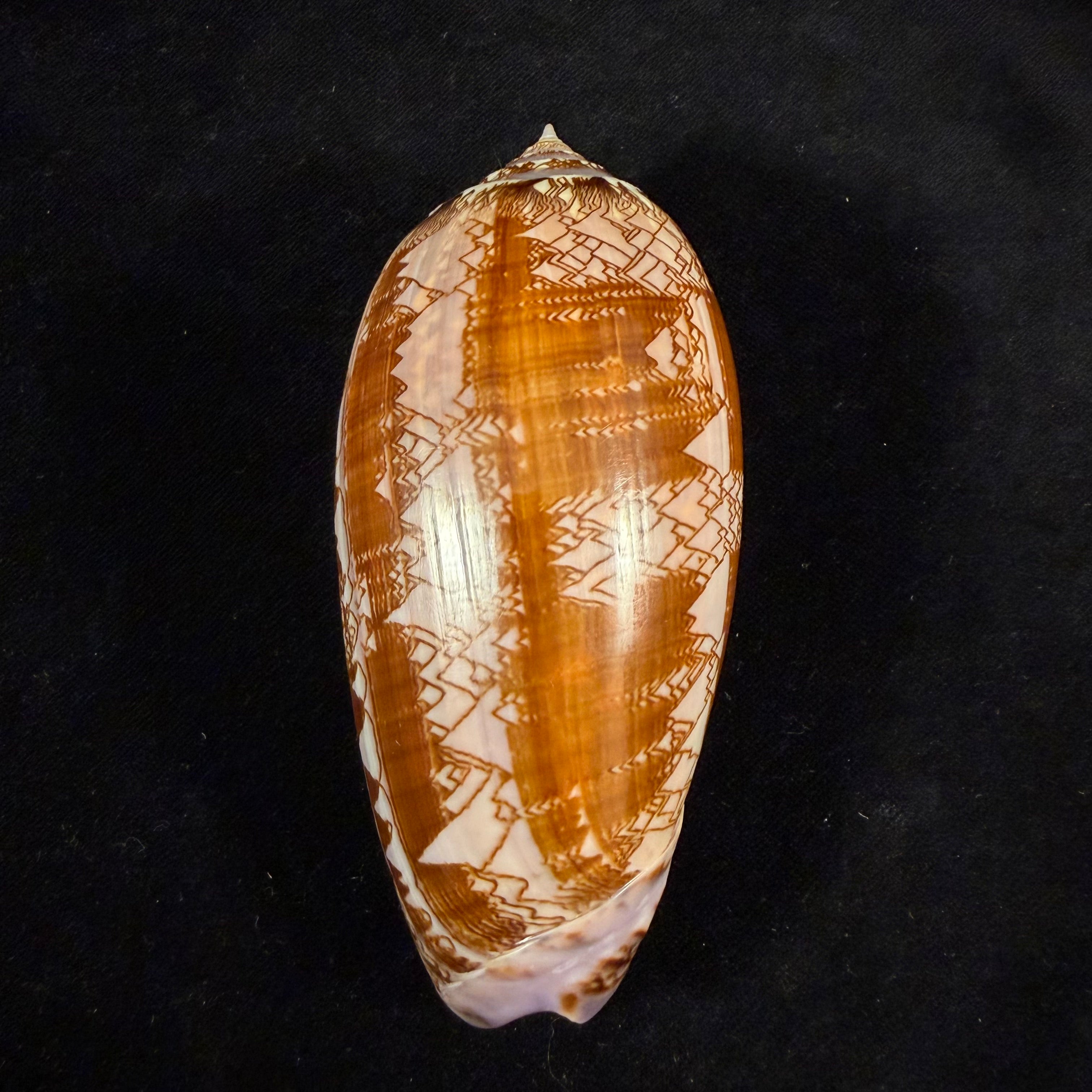 Oliva porphyria (Linnaeus, 1758) - 112,7mm