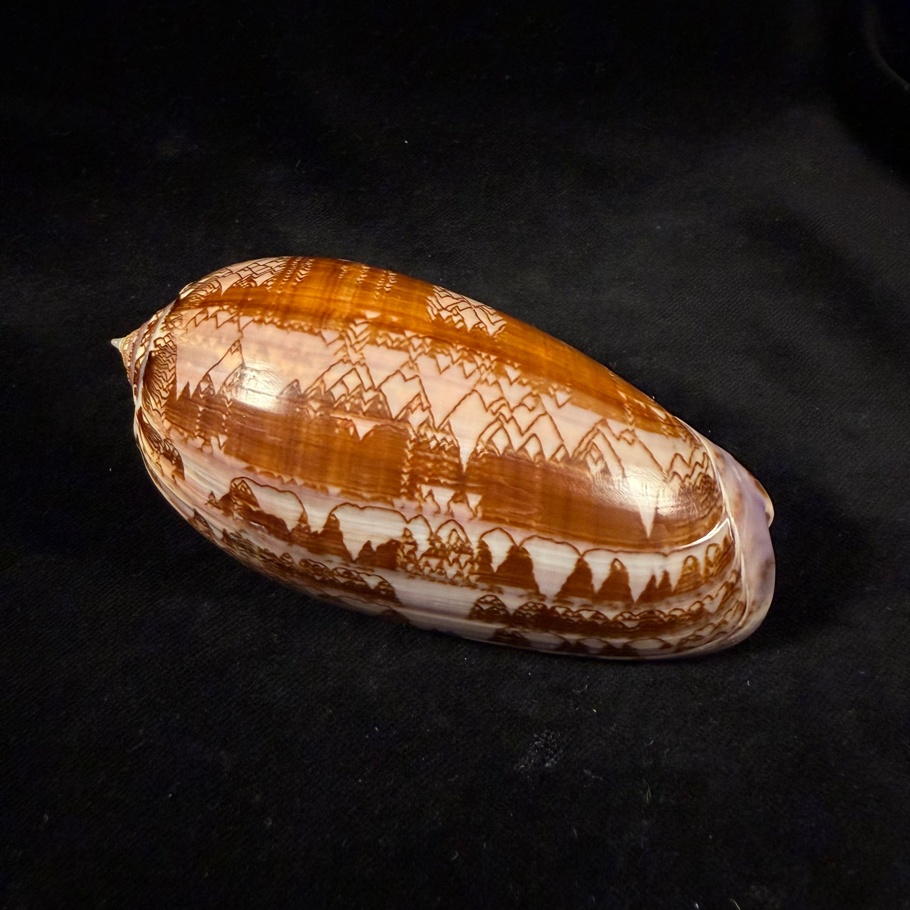 Oliva porphyria (Linnaeus, 1758) - 112,7mm