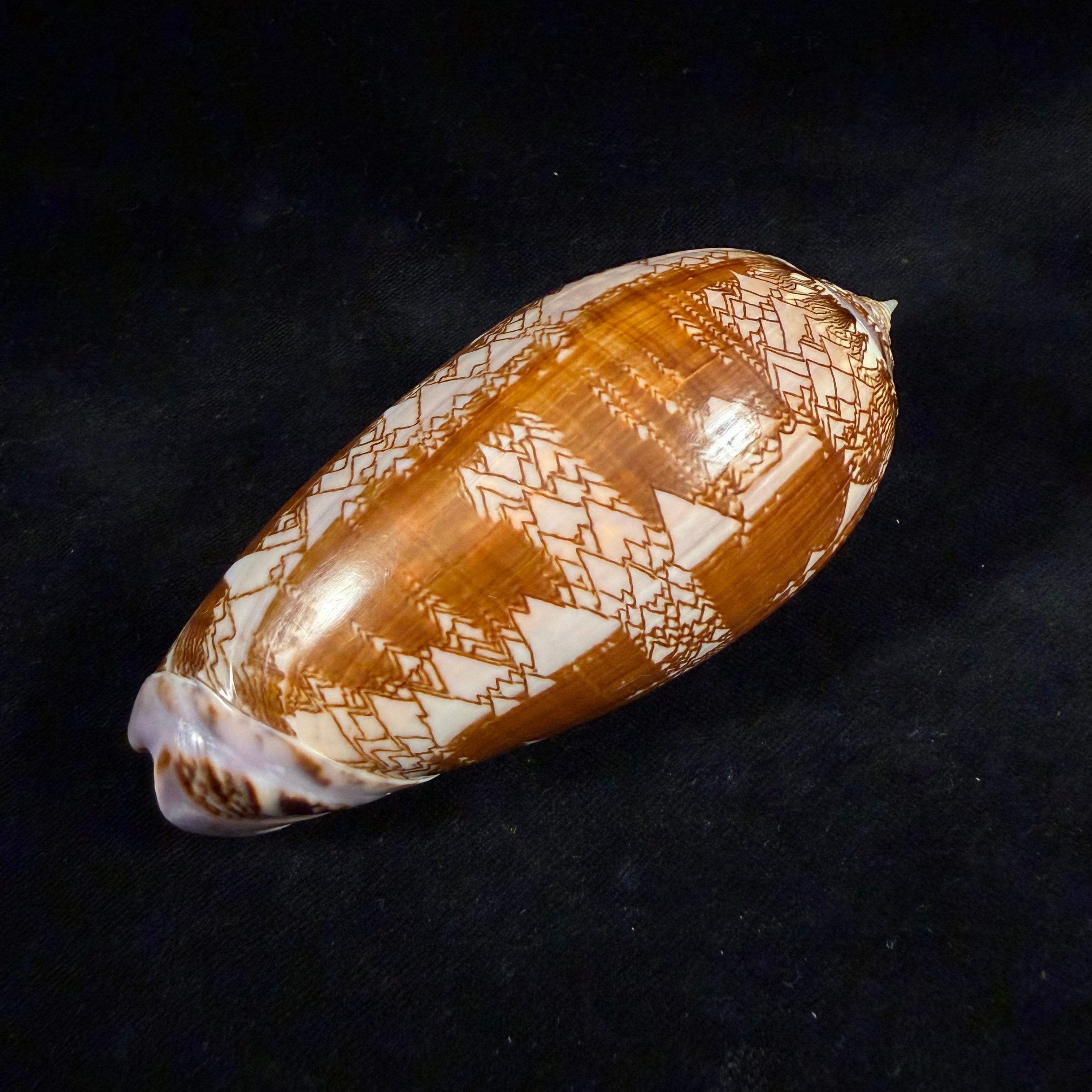 Oliva porphyria (Linnaeus, 1758) - 112,7mm
