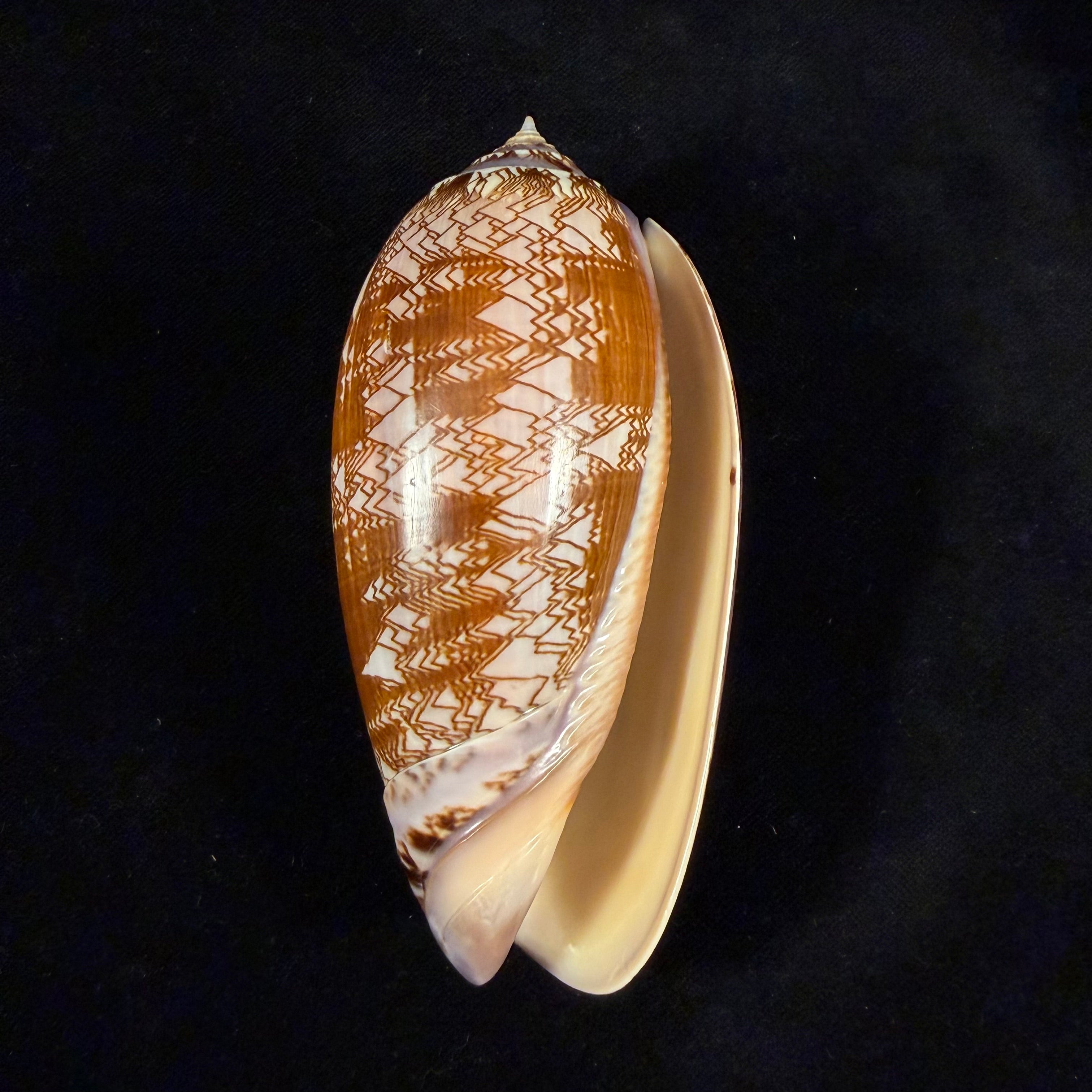 Oliva porphyria (Linnaeus, 1758) - 112,7mm
