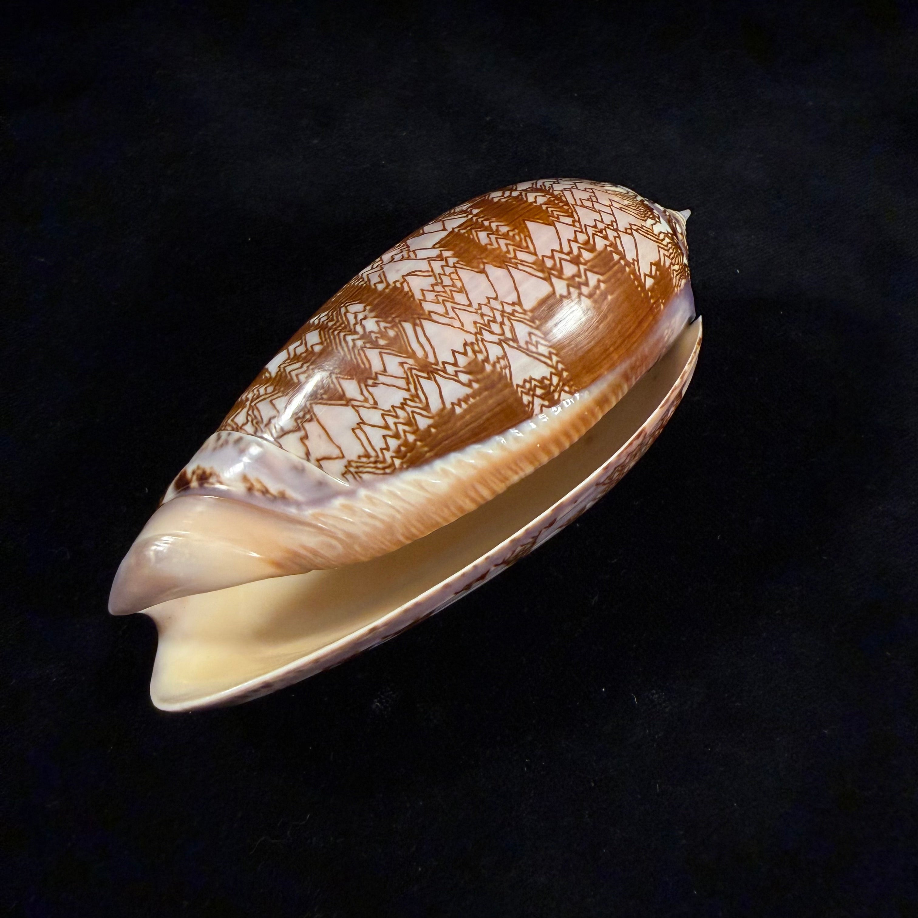 Oliva porphyria (Linnaeus, 1758) - 112,7mm