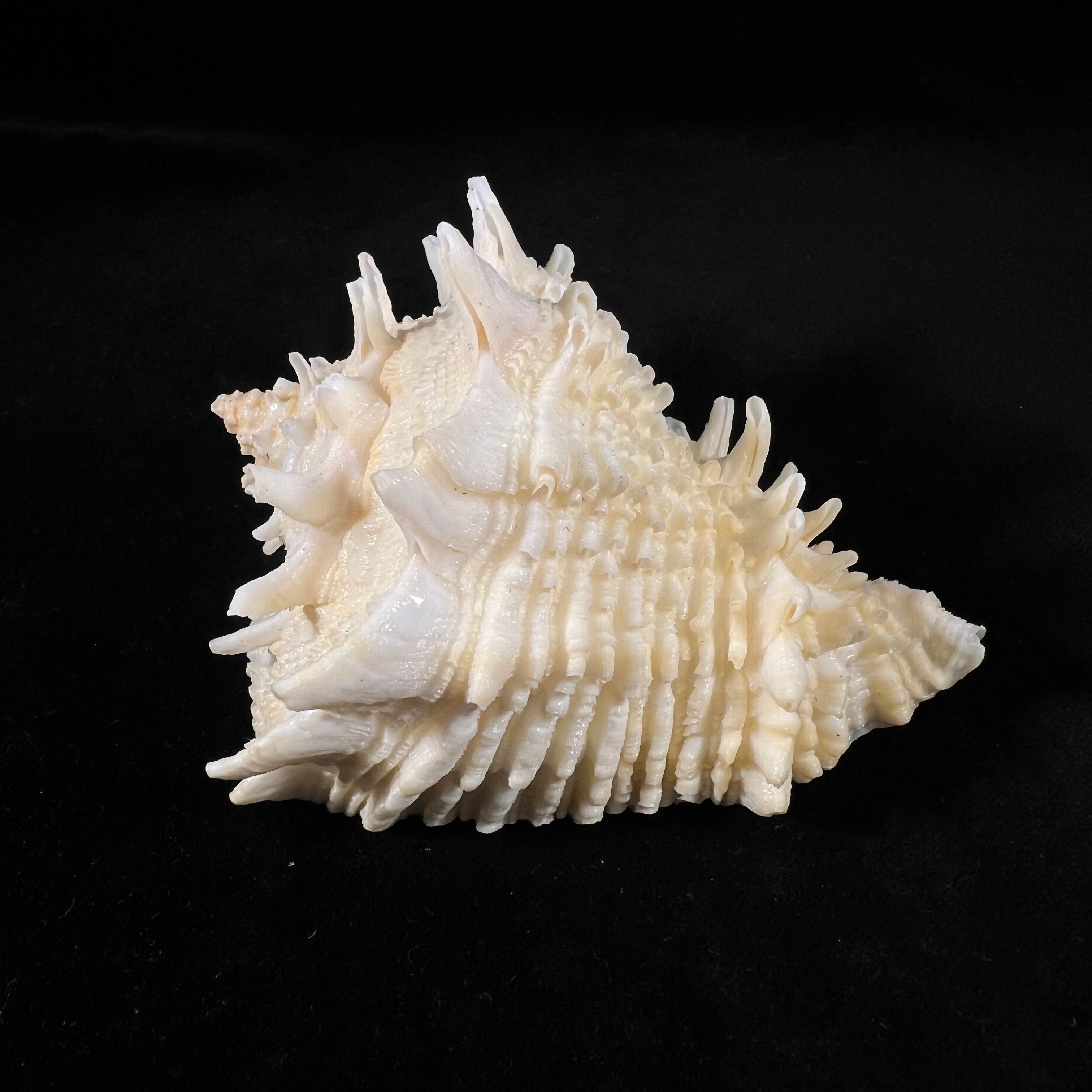 Aristovasum cassiforme (Kiener, 1840) - 104,7mm
