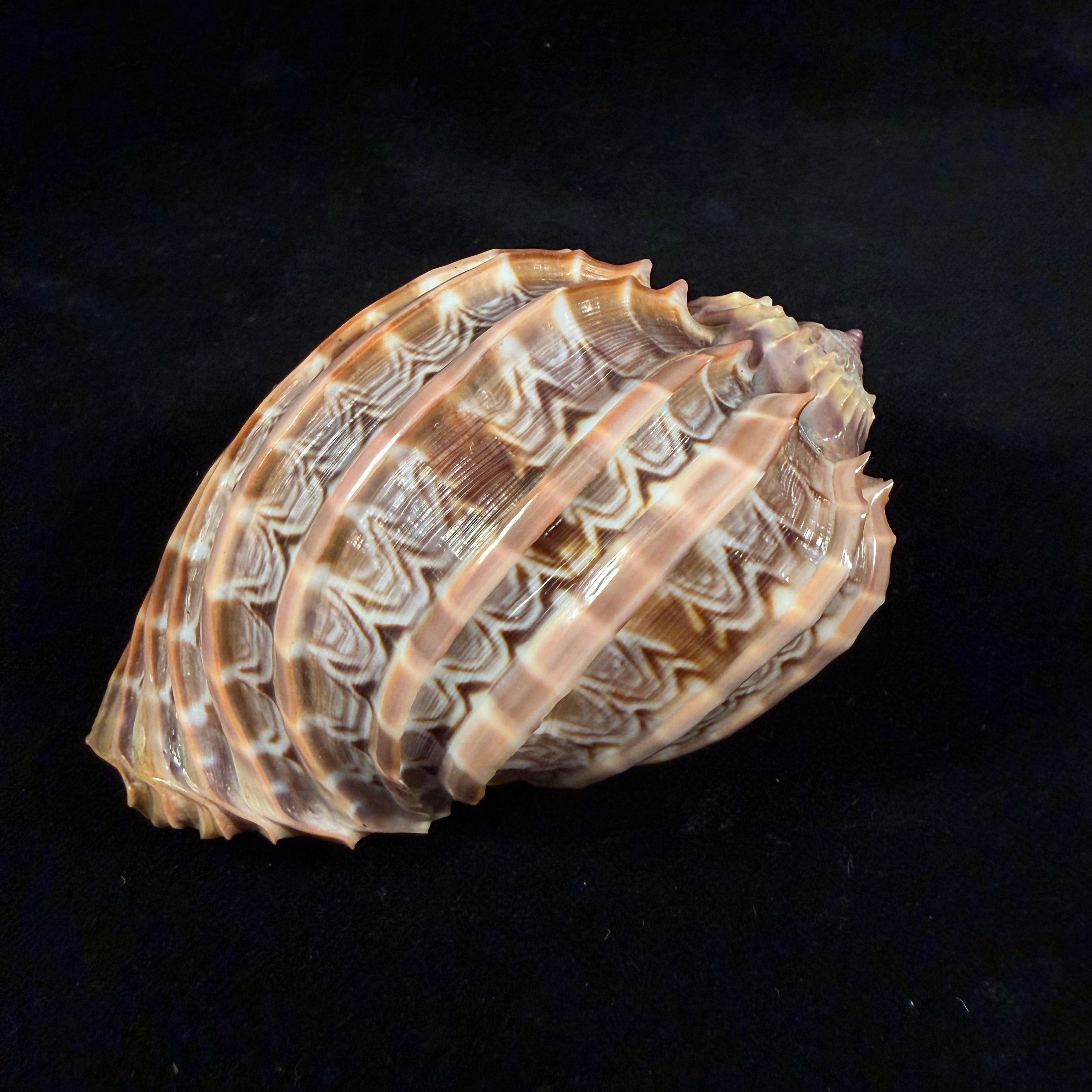 Harpa cabriti P. Fischer, 1860 - 99,6mm