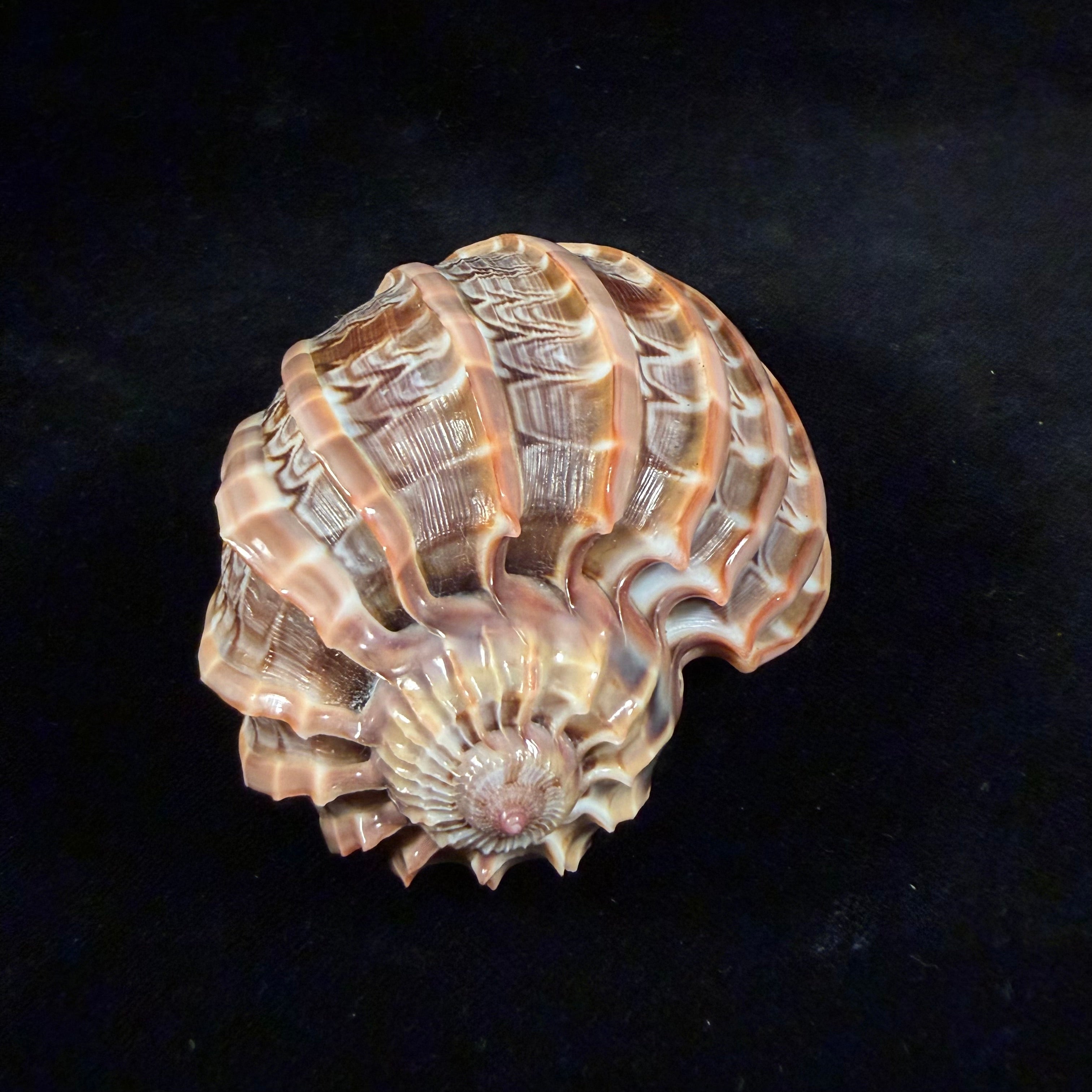 Harpa cabriti P. Fischer, 1860 - 99,6mm