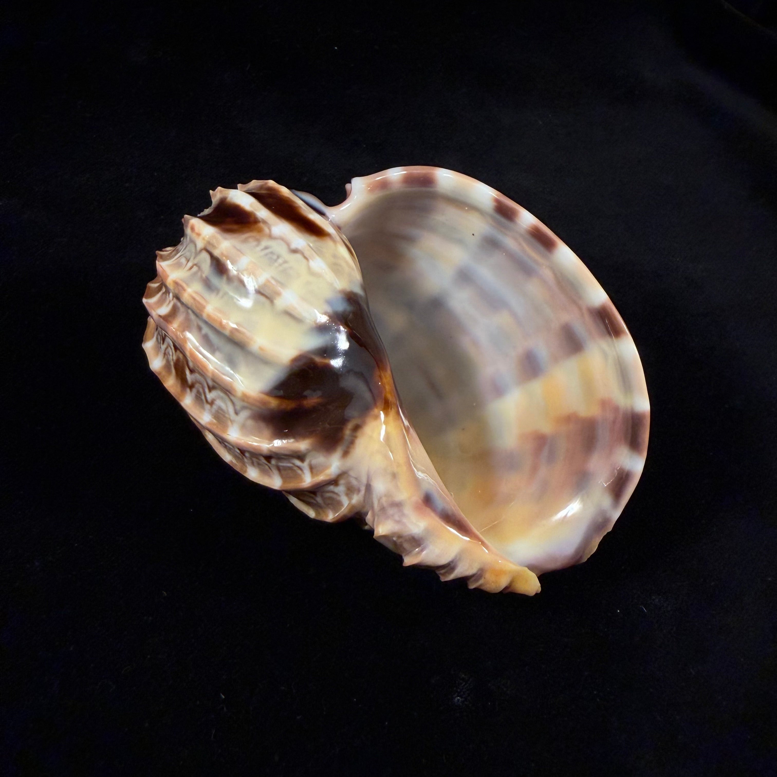 Harpa cabriti P. Fischer, 1860 - 99,6mm