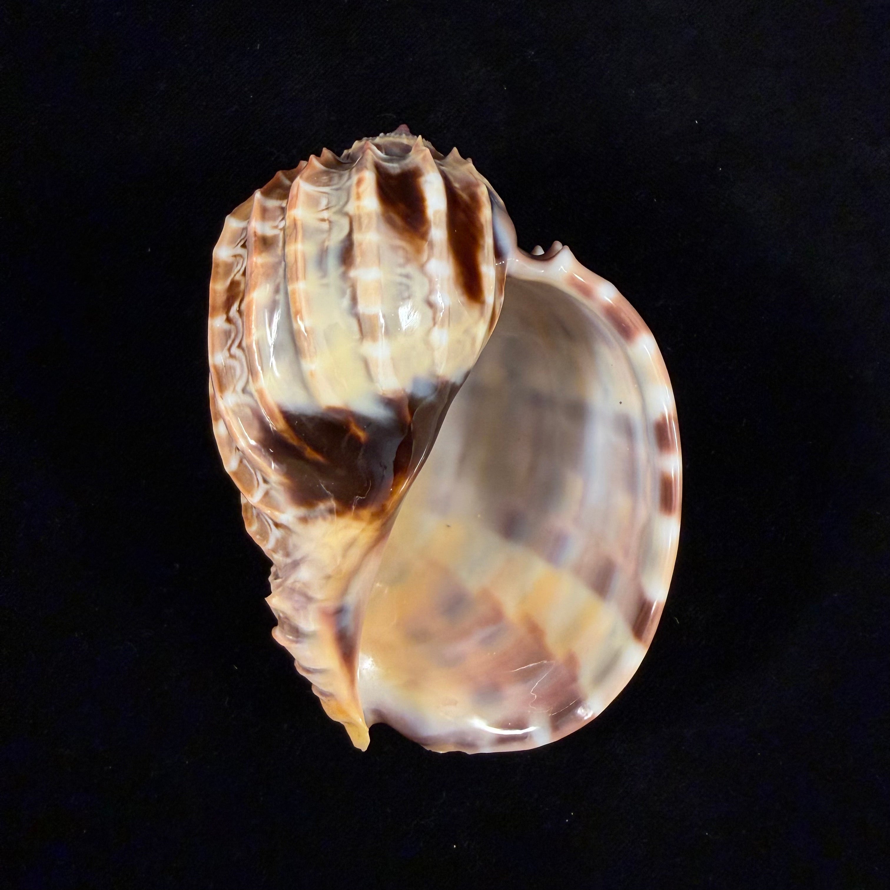 Harpa cabriti P. Fischer, 1860 - 99,6mm