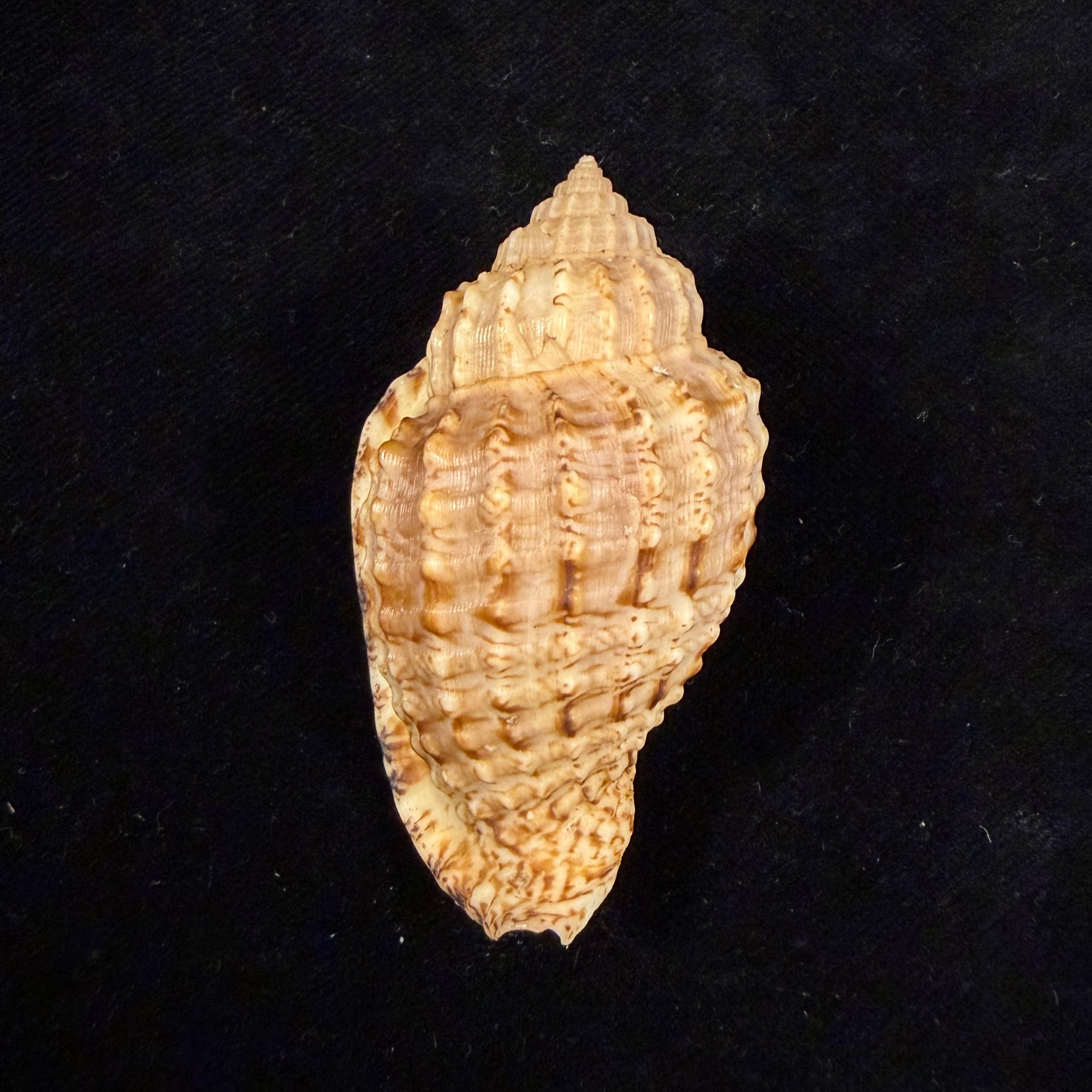 Morum teramachii Kuroda & T. Habe, 1961 - 59,1mm