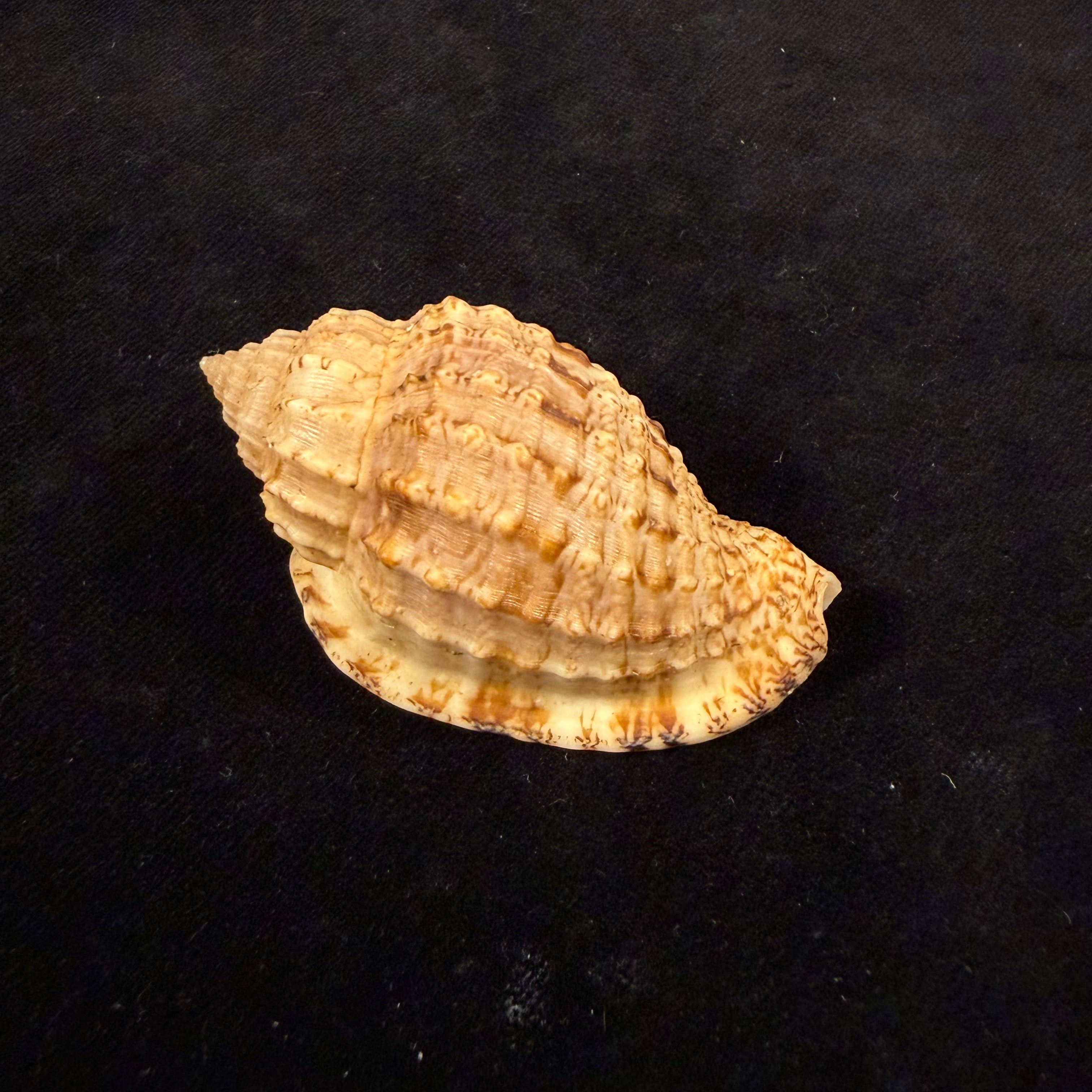 Morum teramachii Kuroda & T. Habe, 1961 - 59,1mm