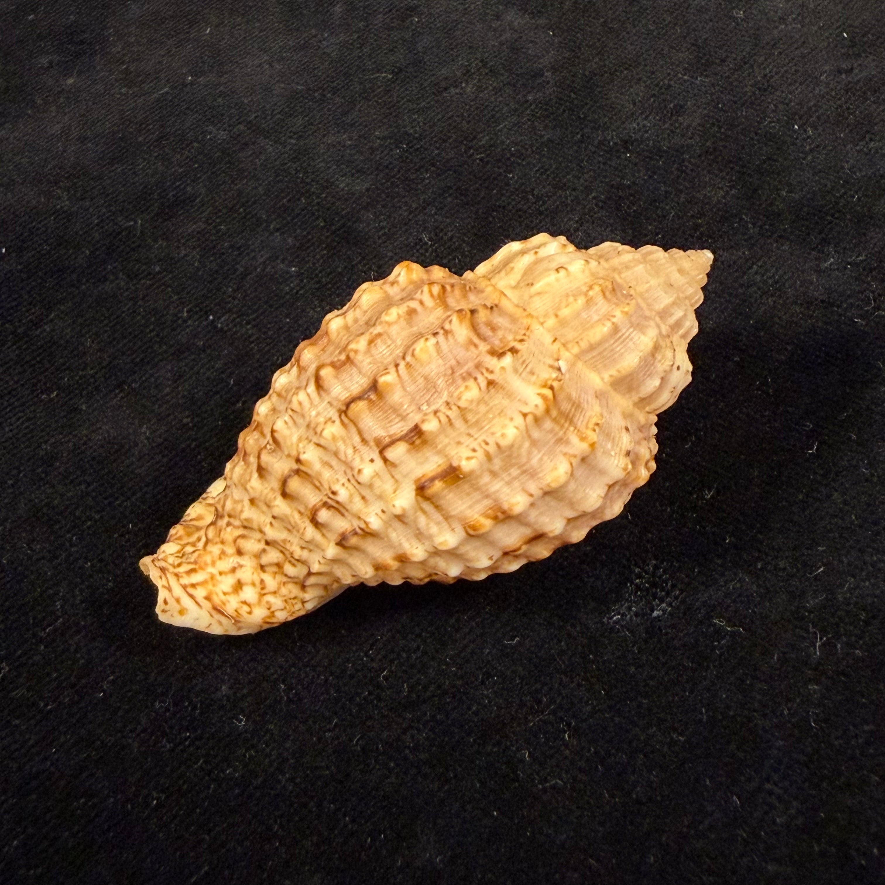 Morum teramachii Kuroda & T. Habe, 1961 - 59,1mm