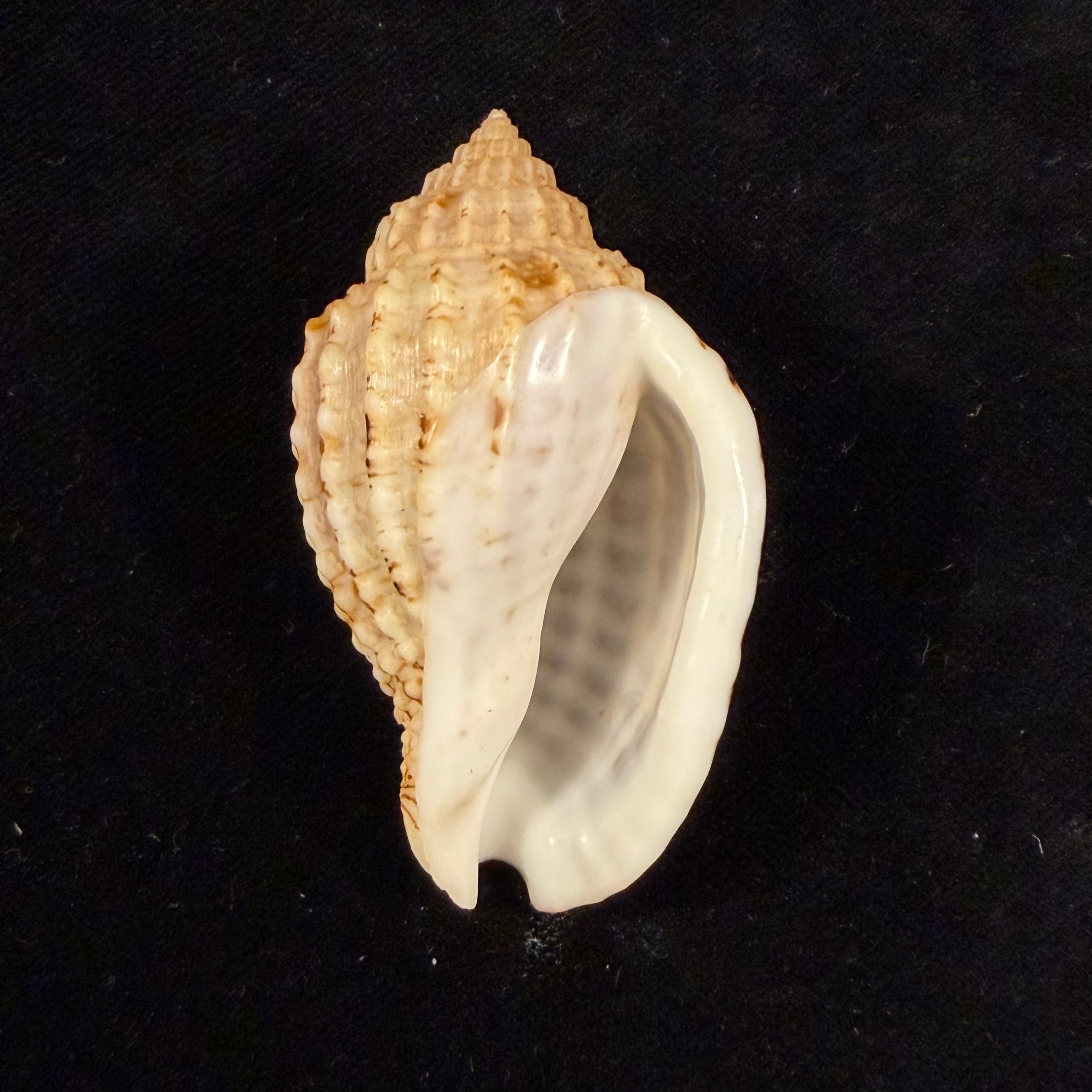 Morum teramachii Kuroda & T. Habe, 1961 - 59,1mm